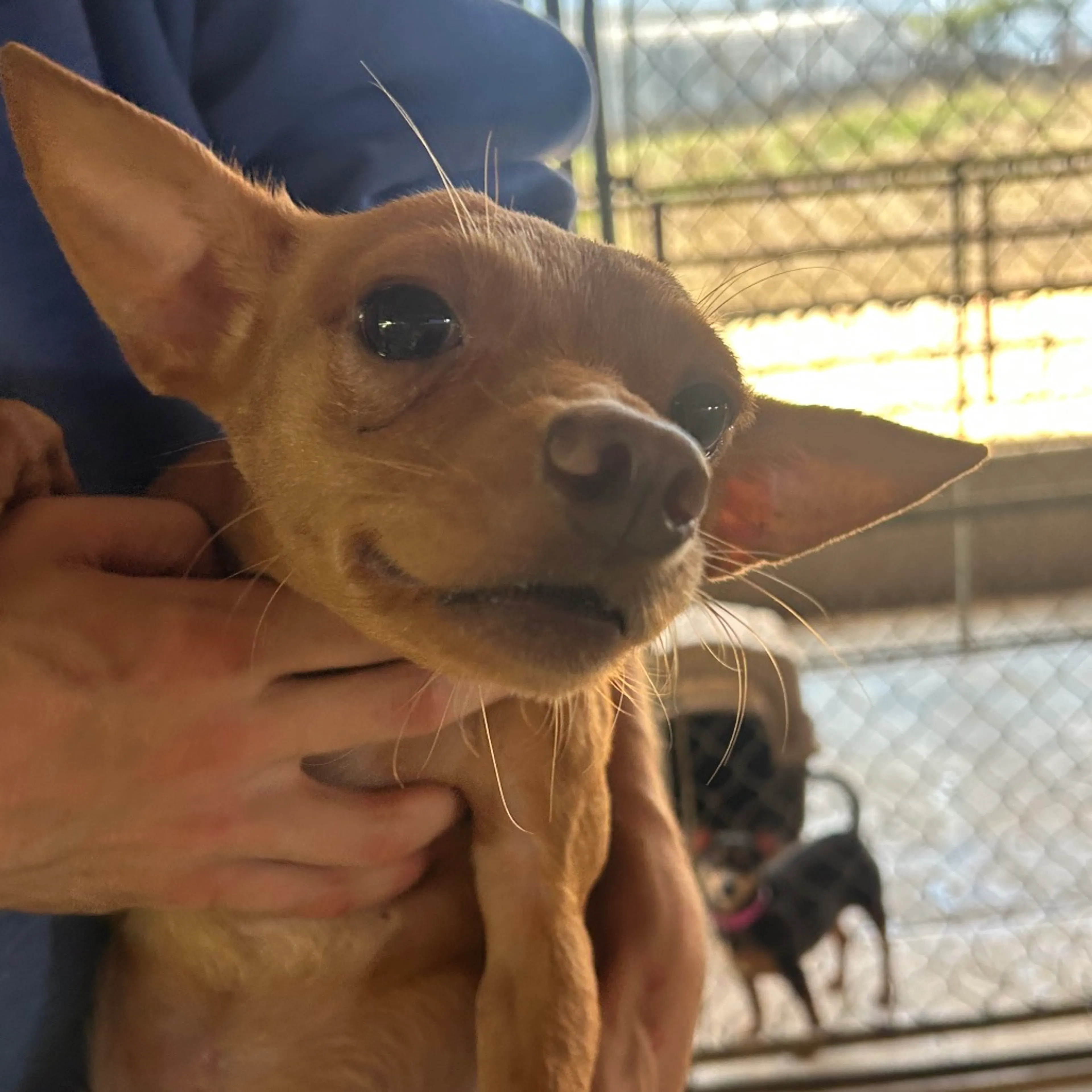 Found pet