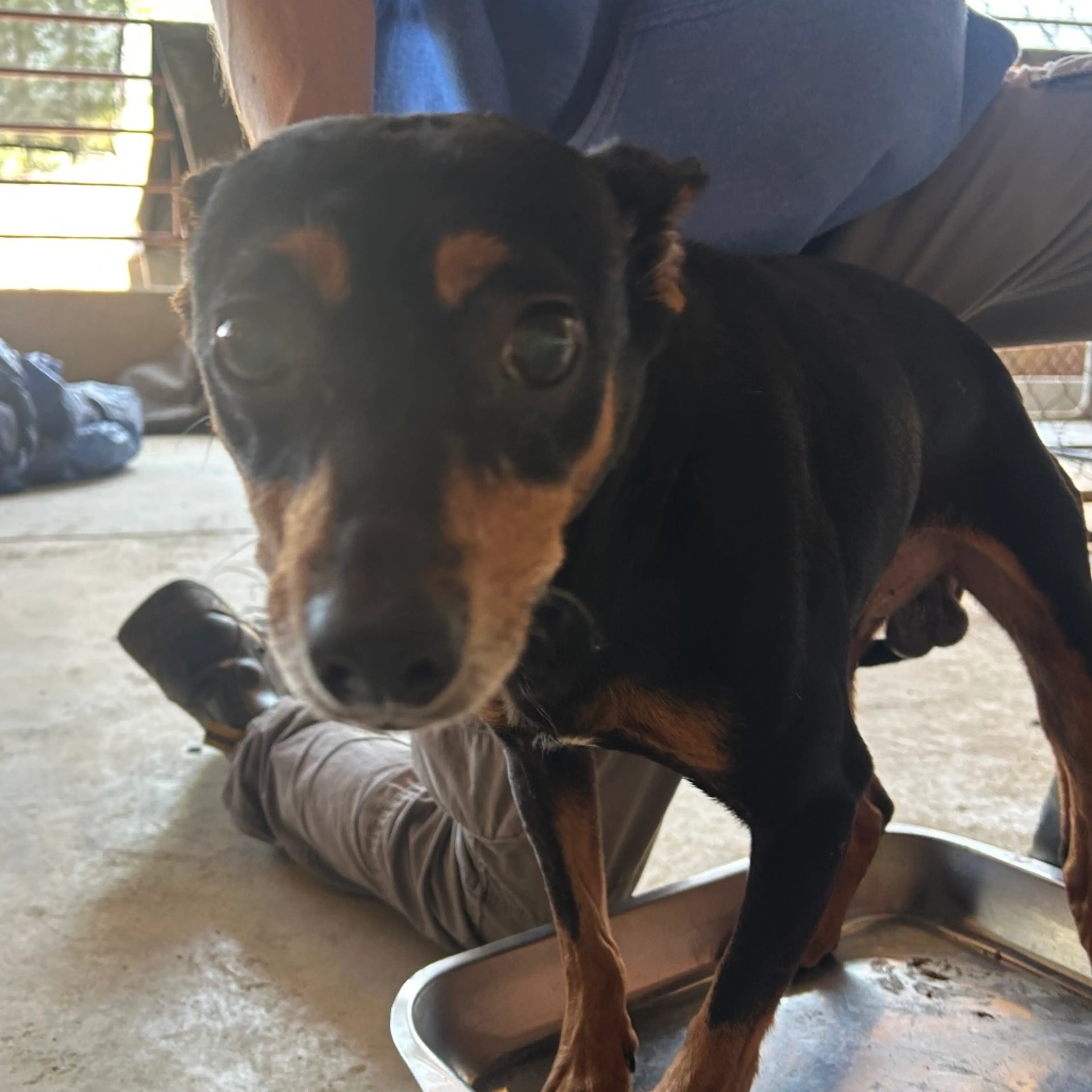 Found pet