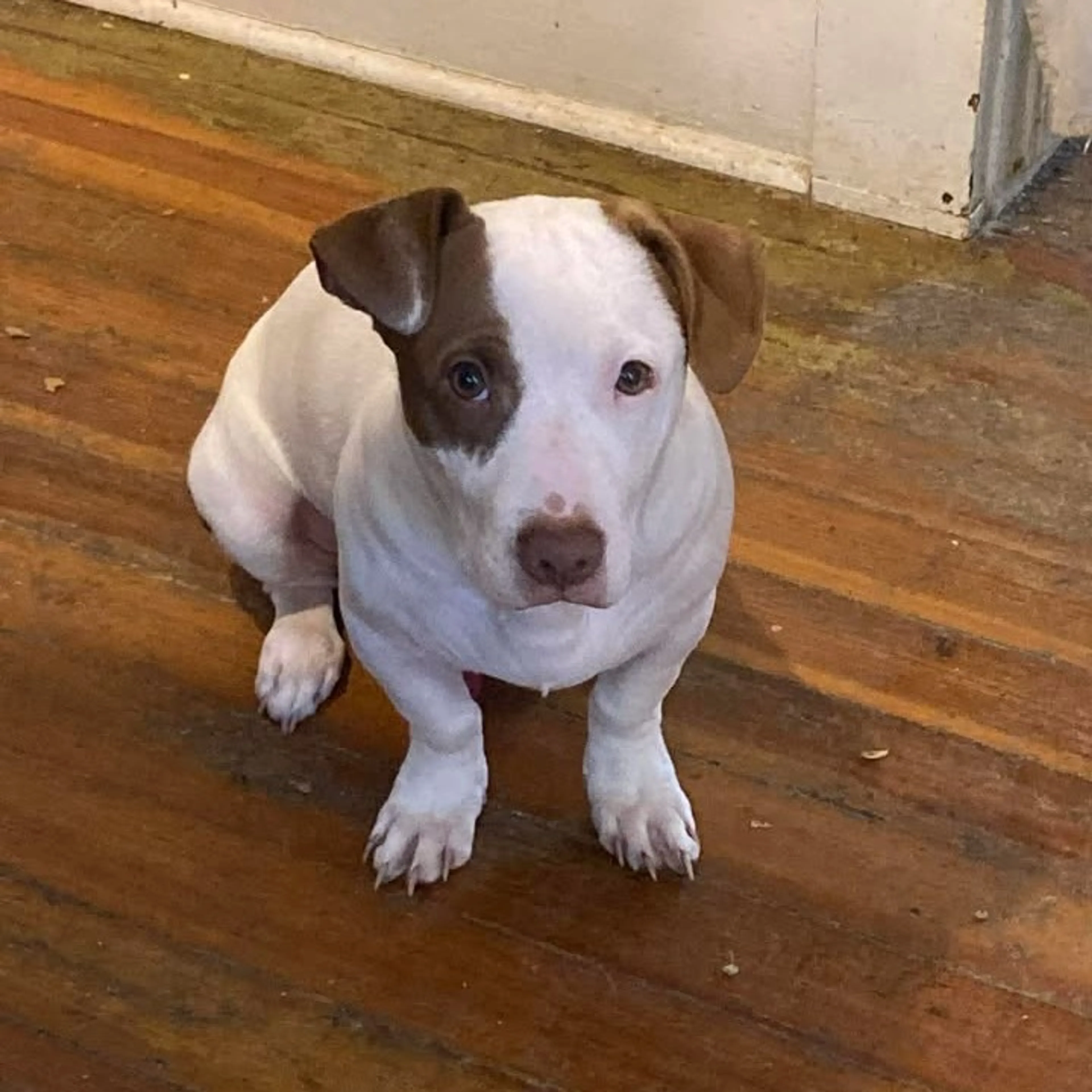 Found pet-2