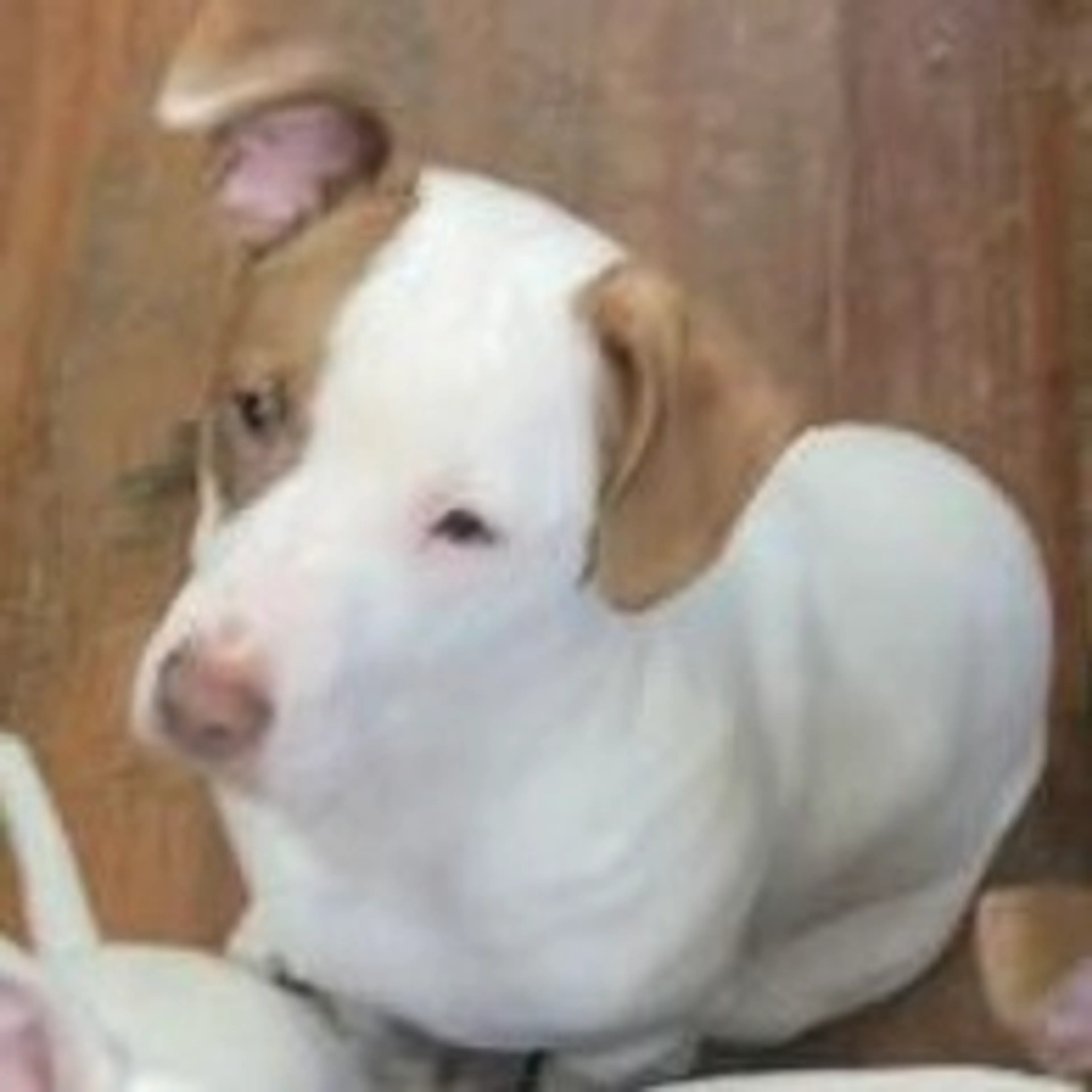 Found pet-1