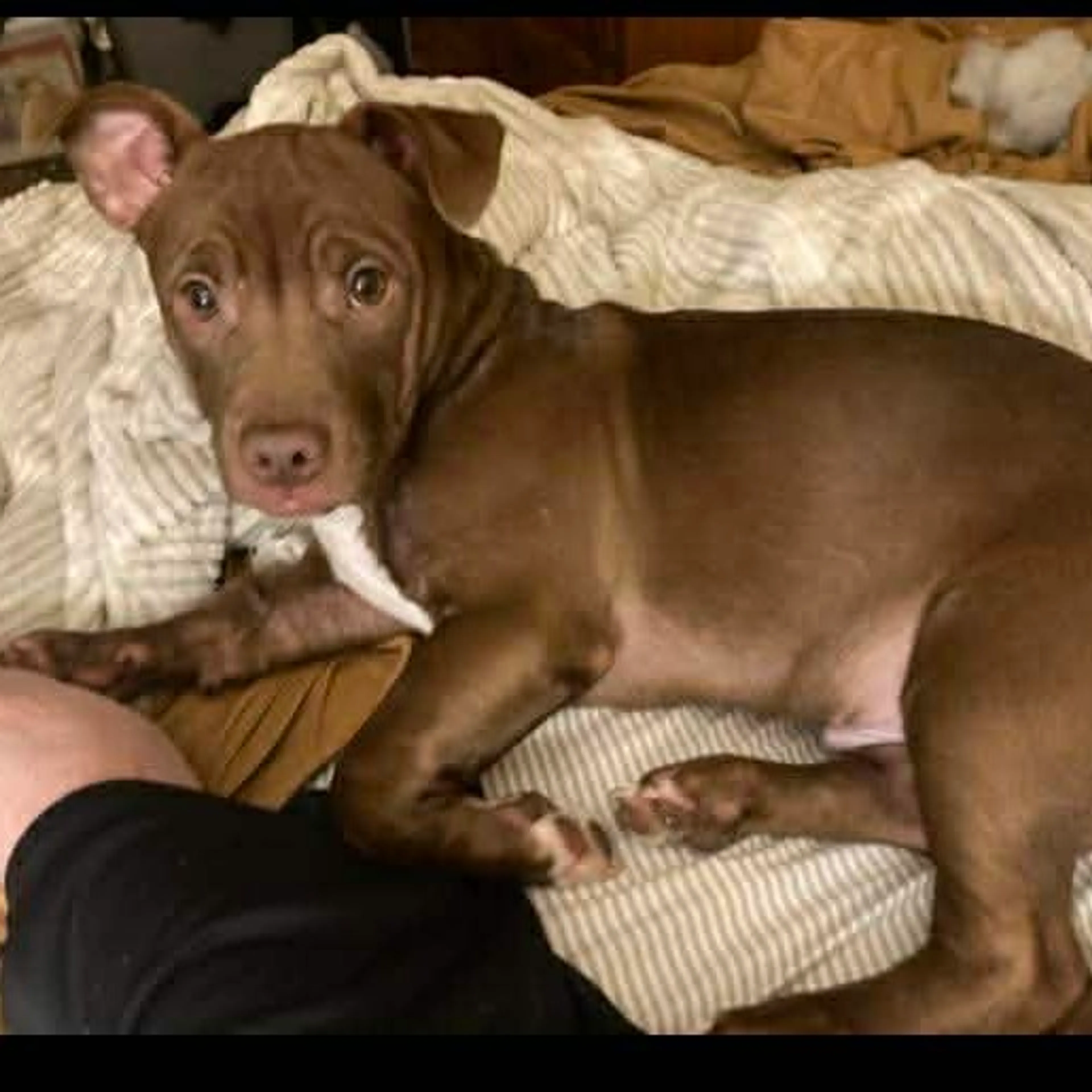 Found pet-2