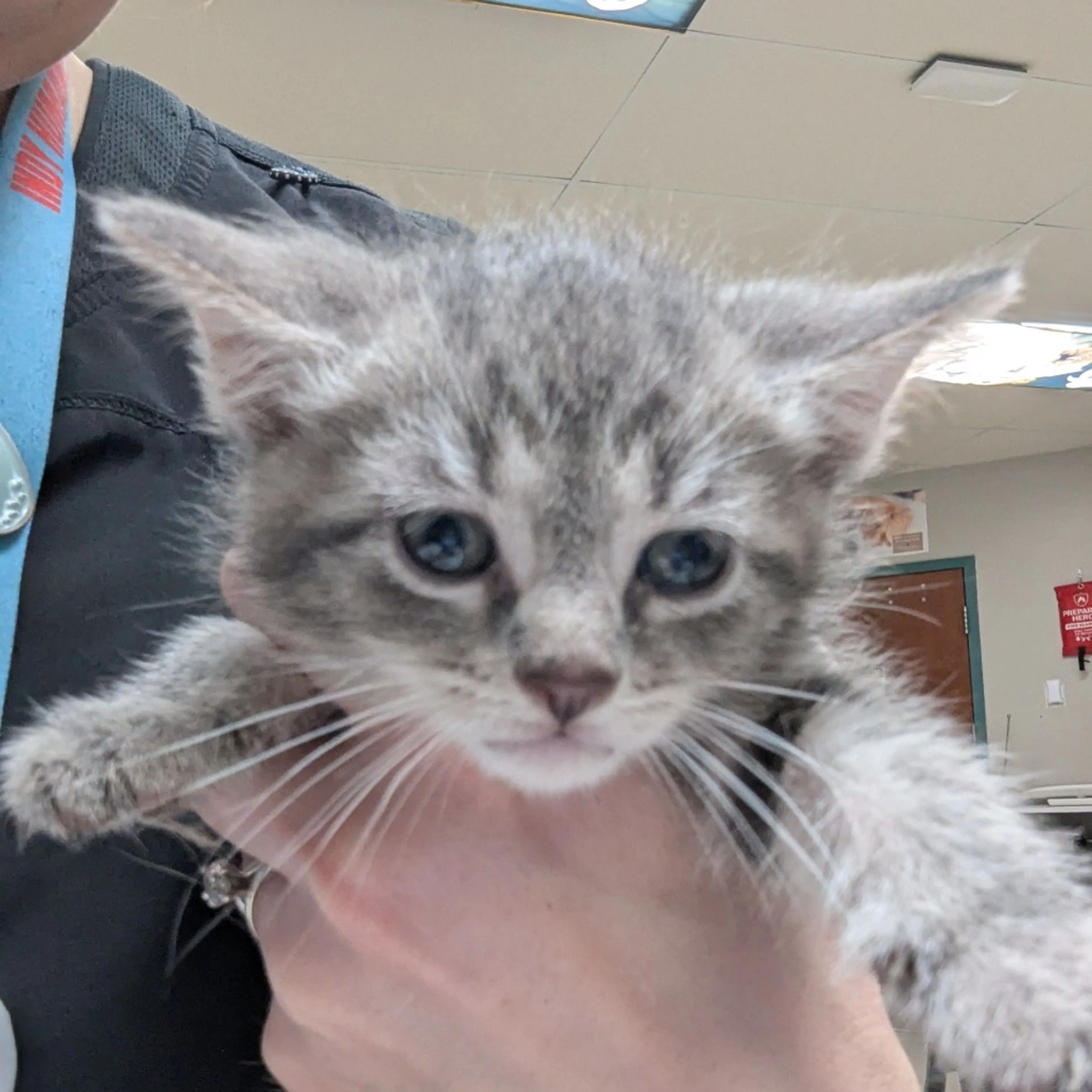 Found pet-1
