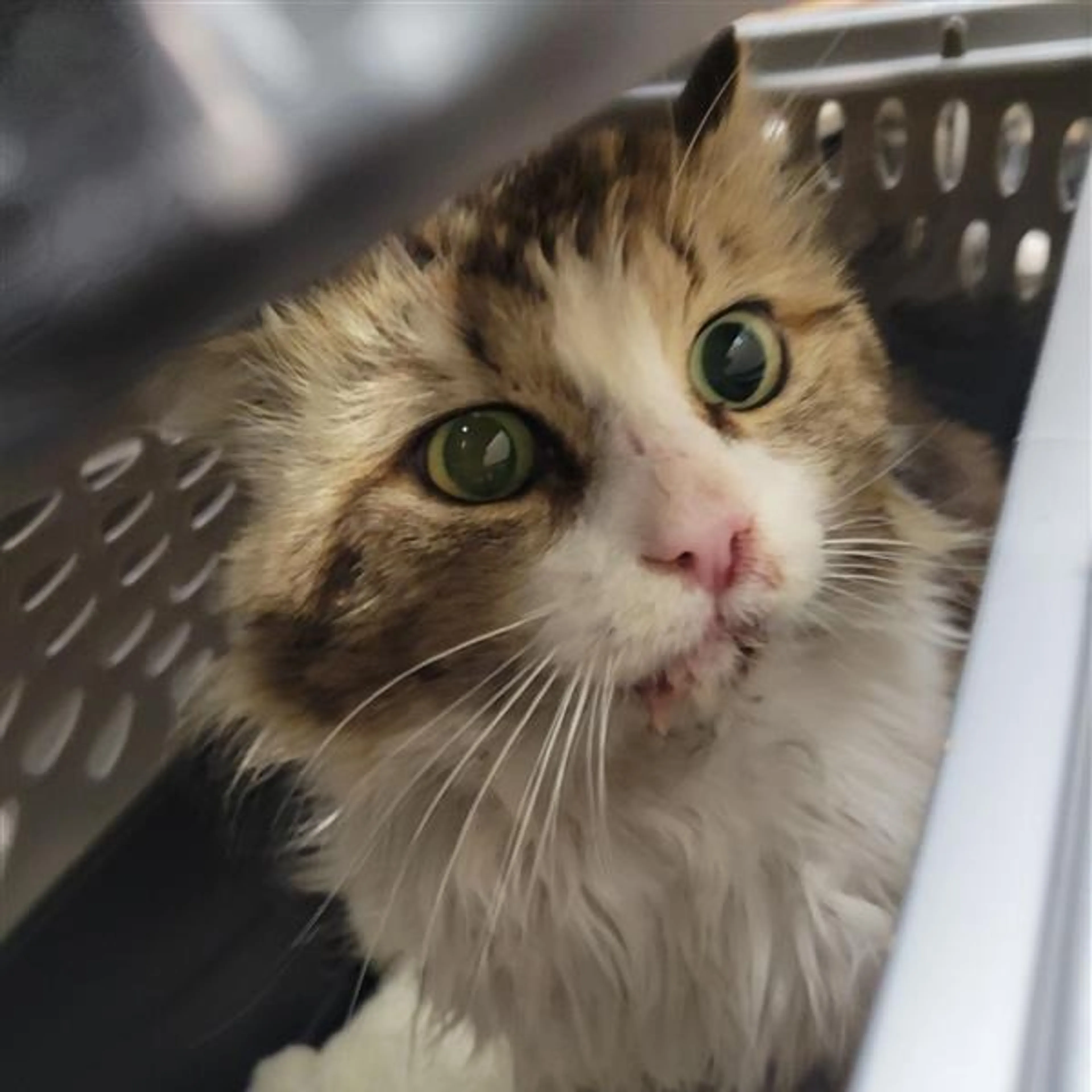 Found pet