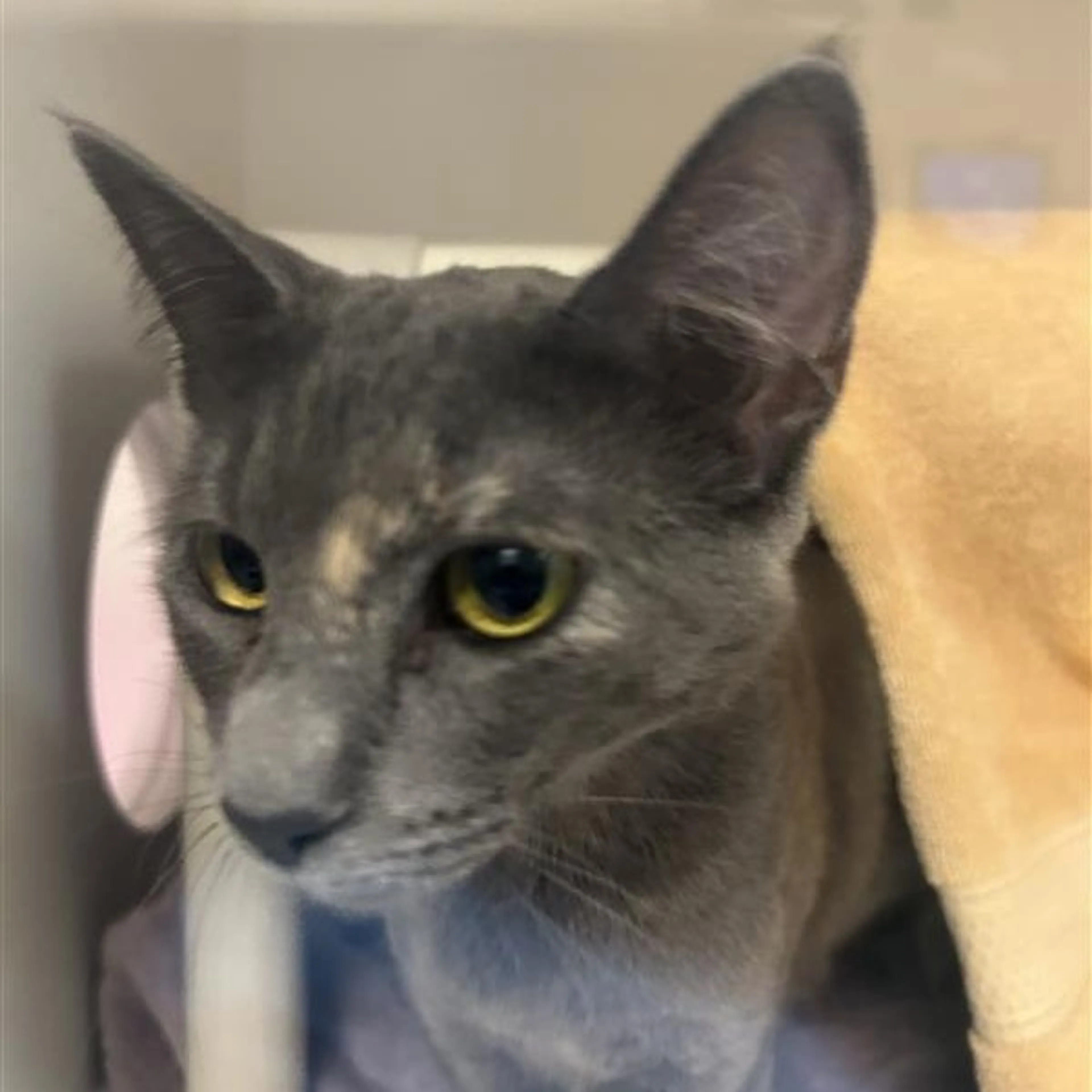 Found pet