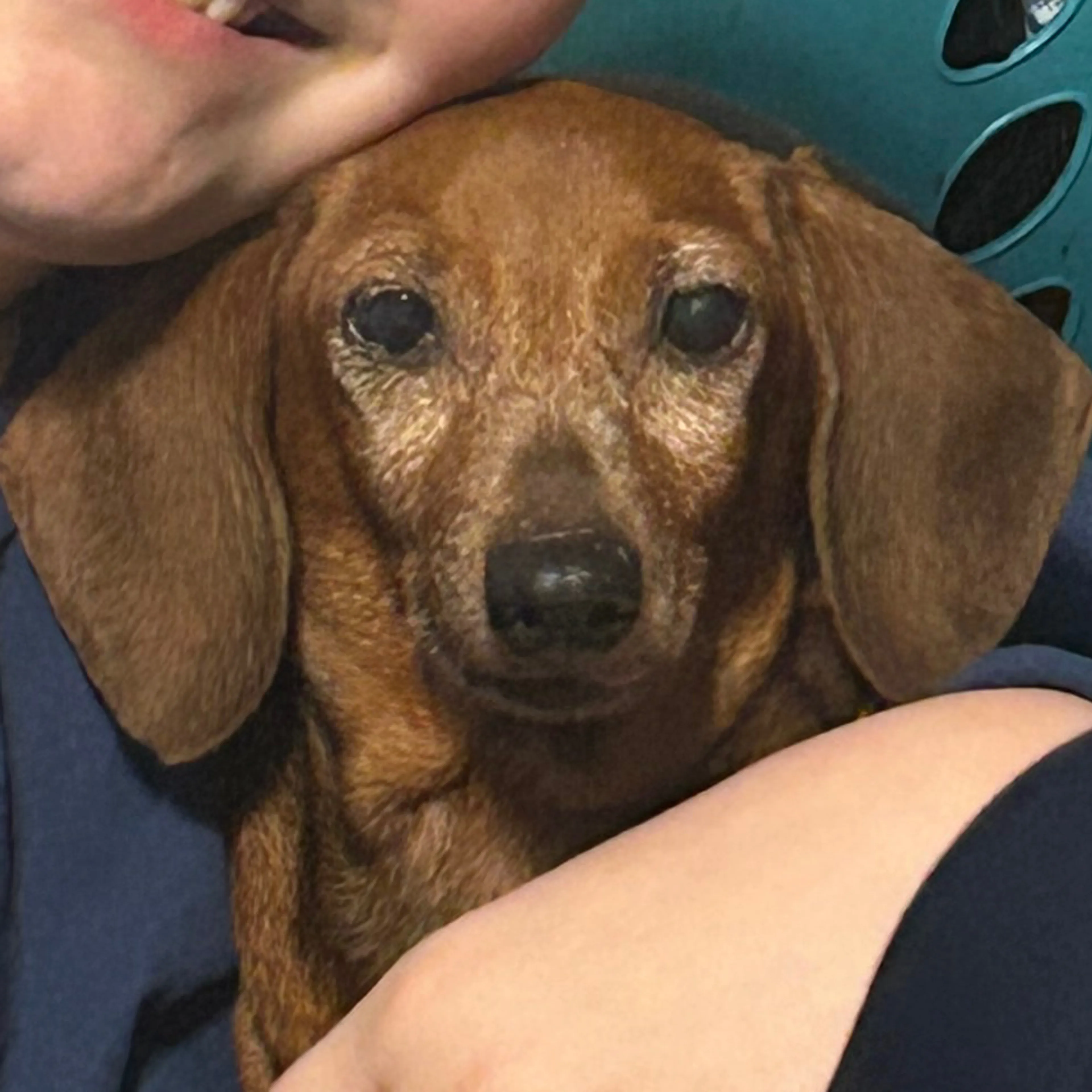 Lost pet-2
