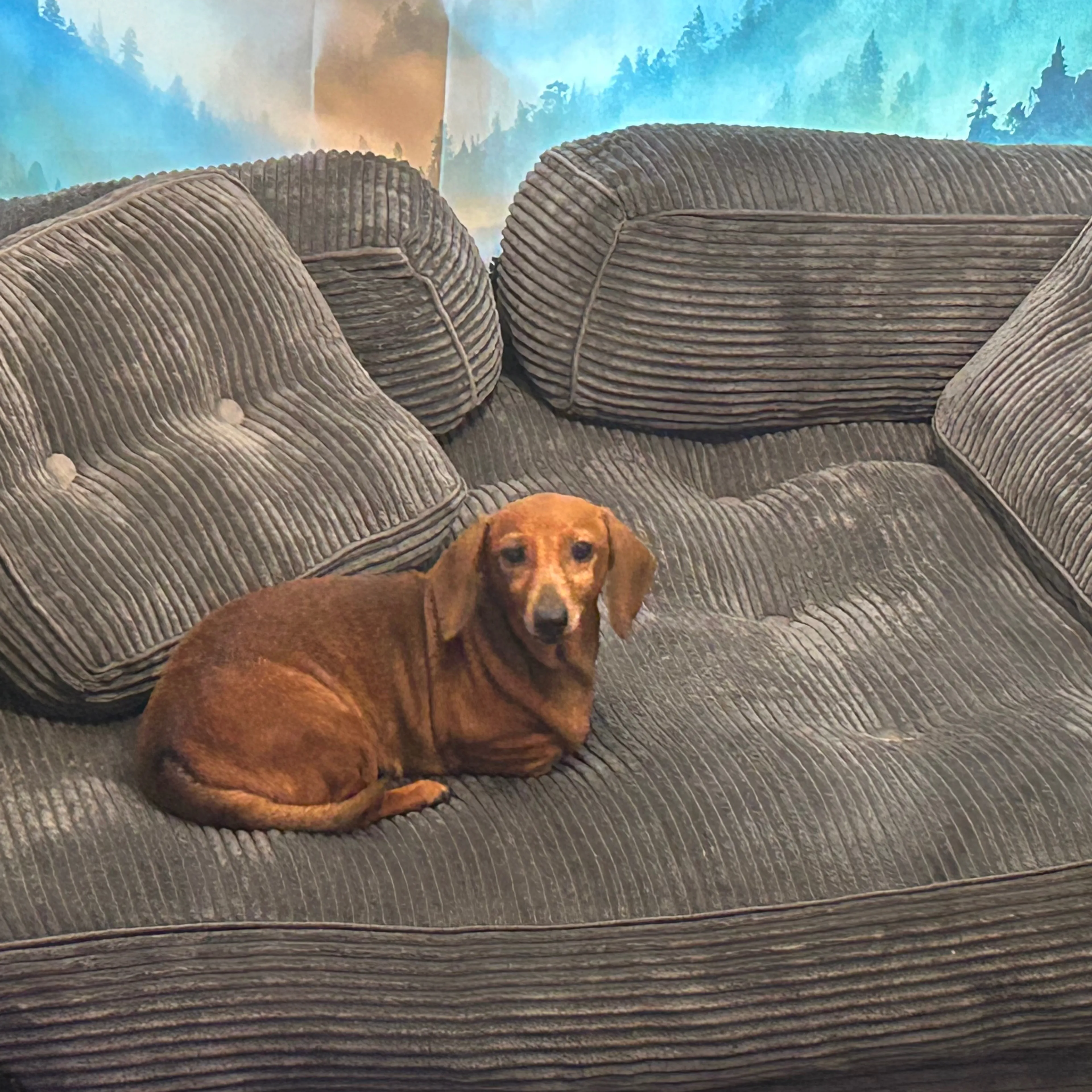 Lost pet-1