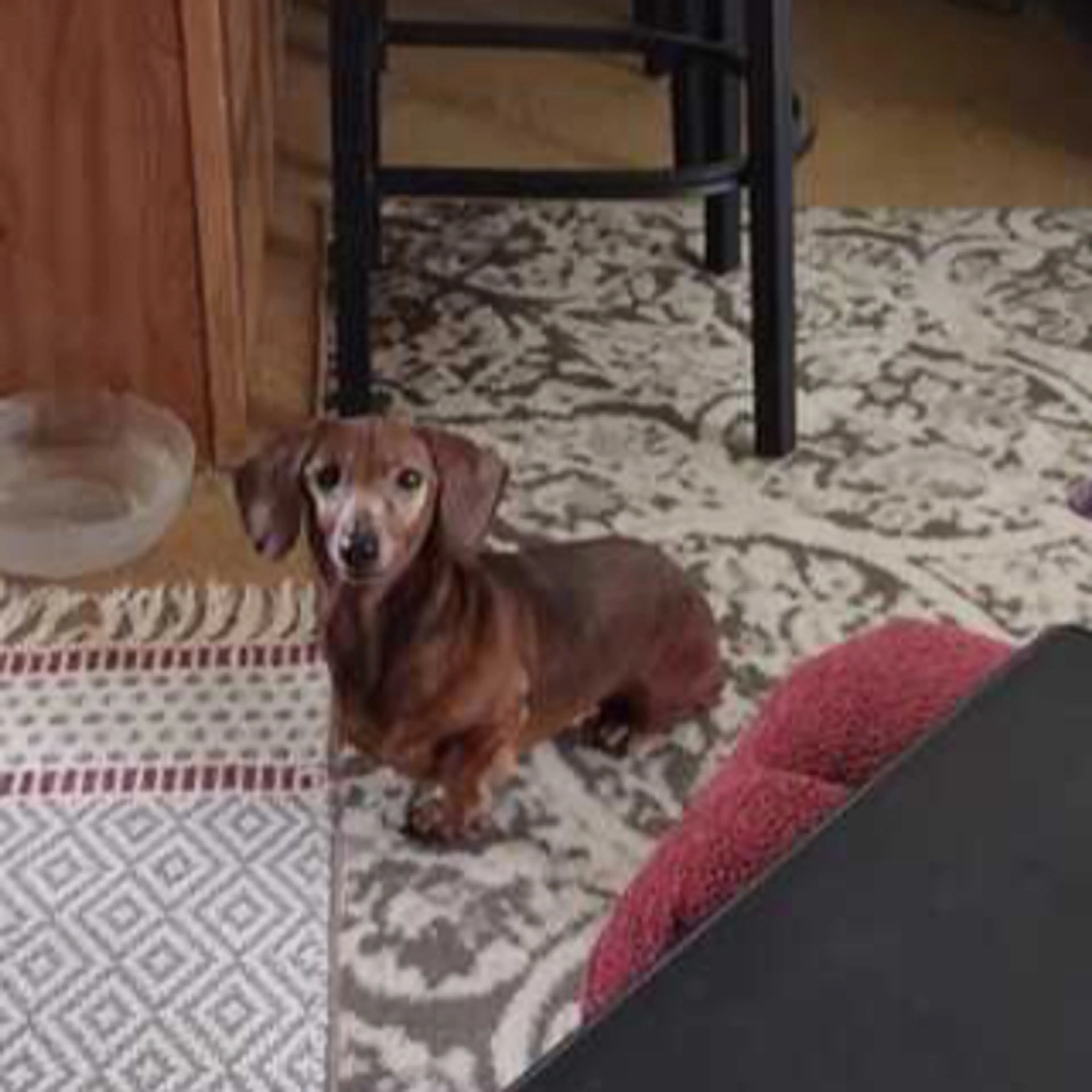 Lost pet-0