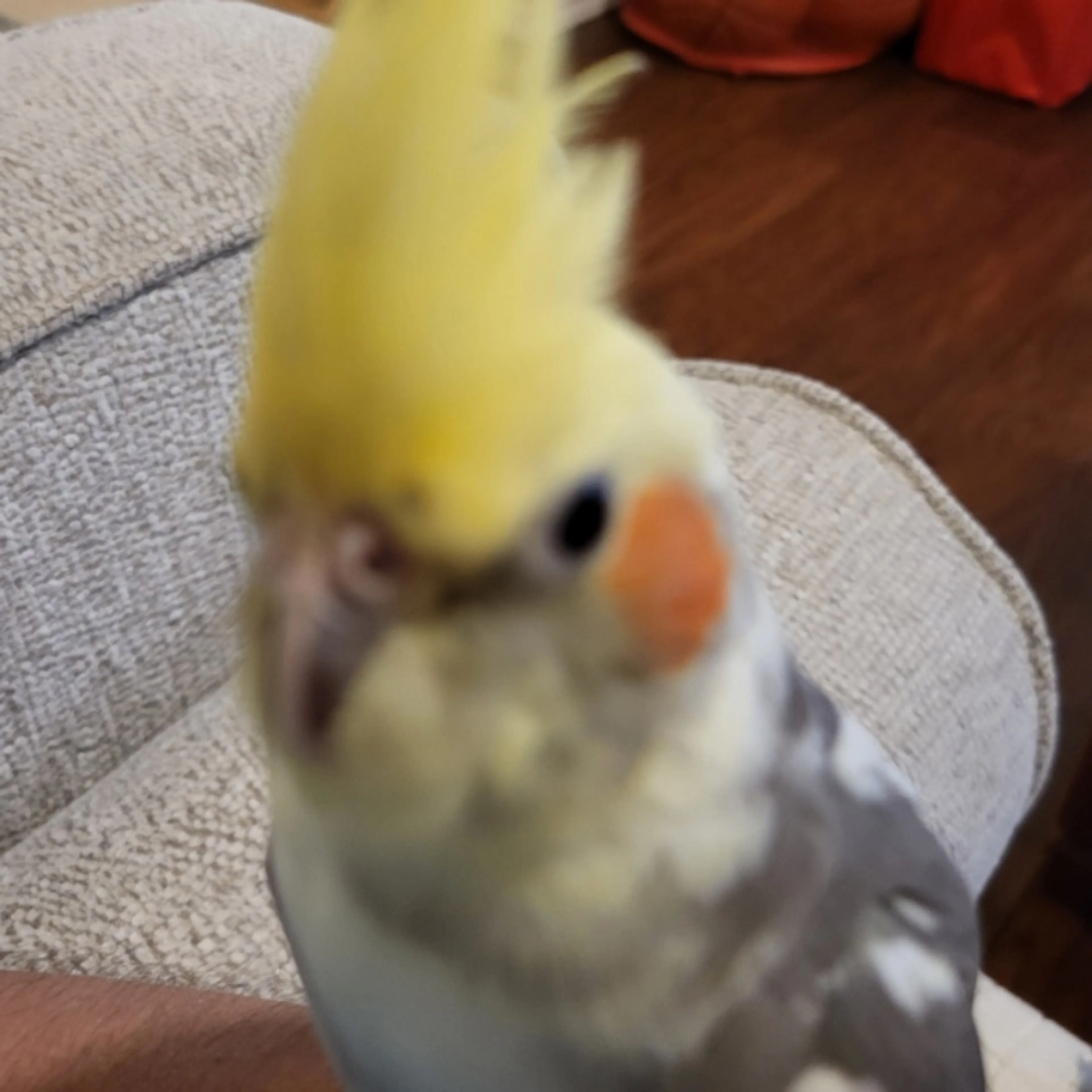 Lost pet