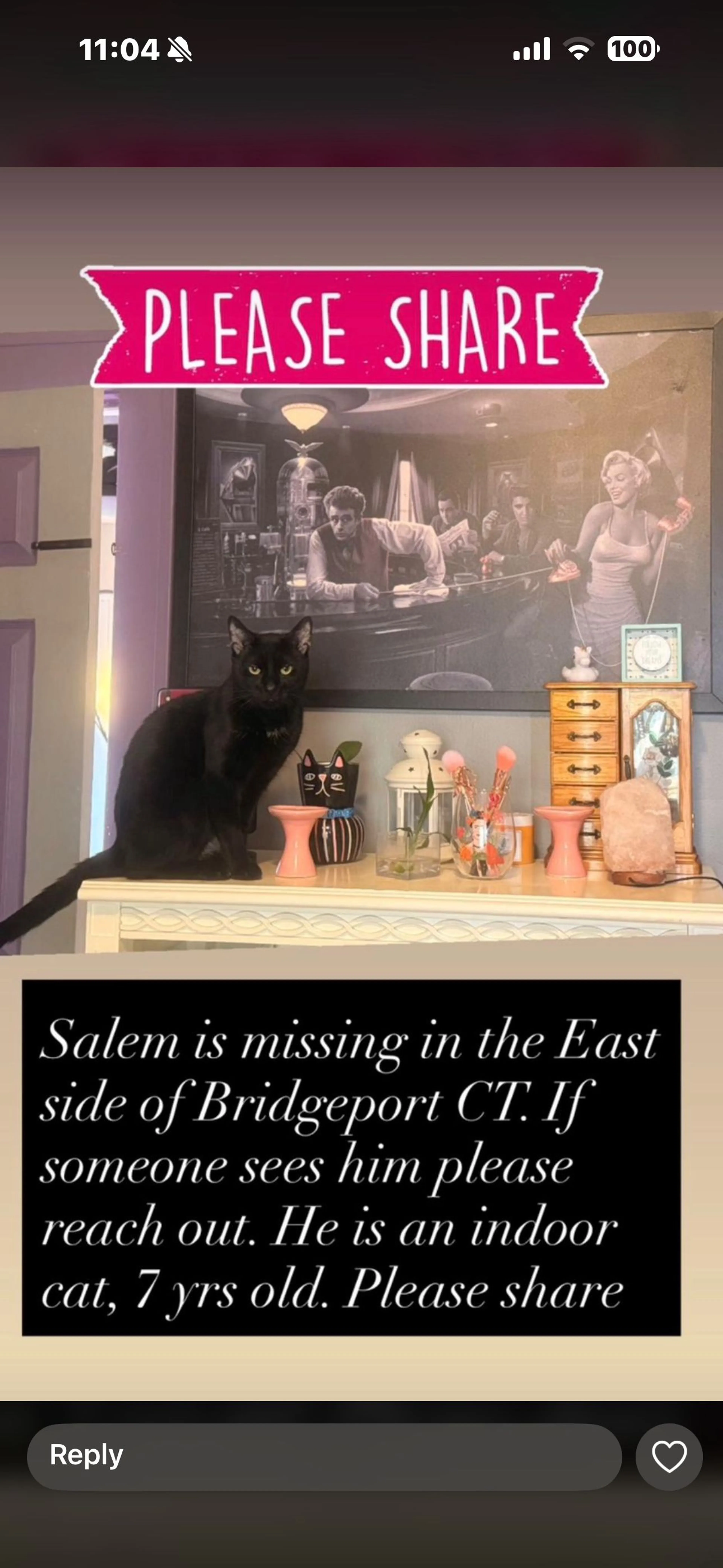 Lost pet