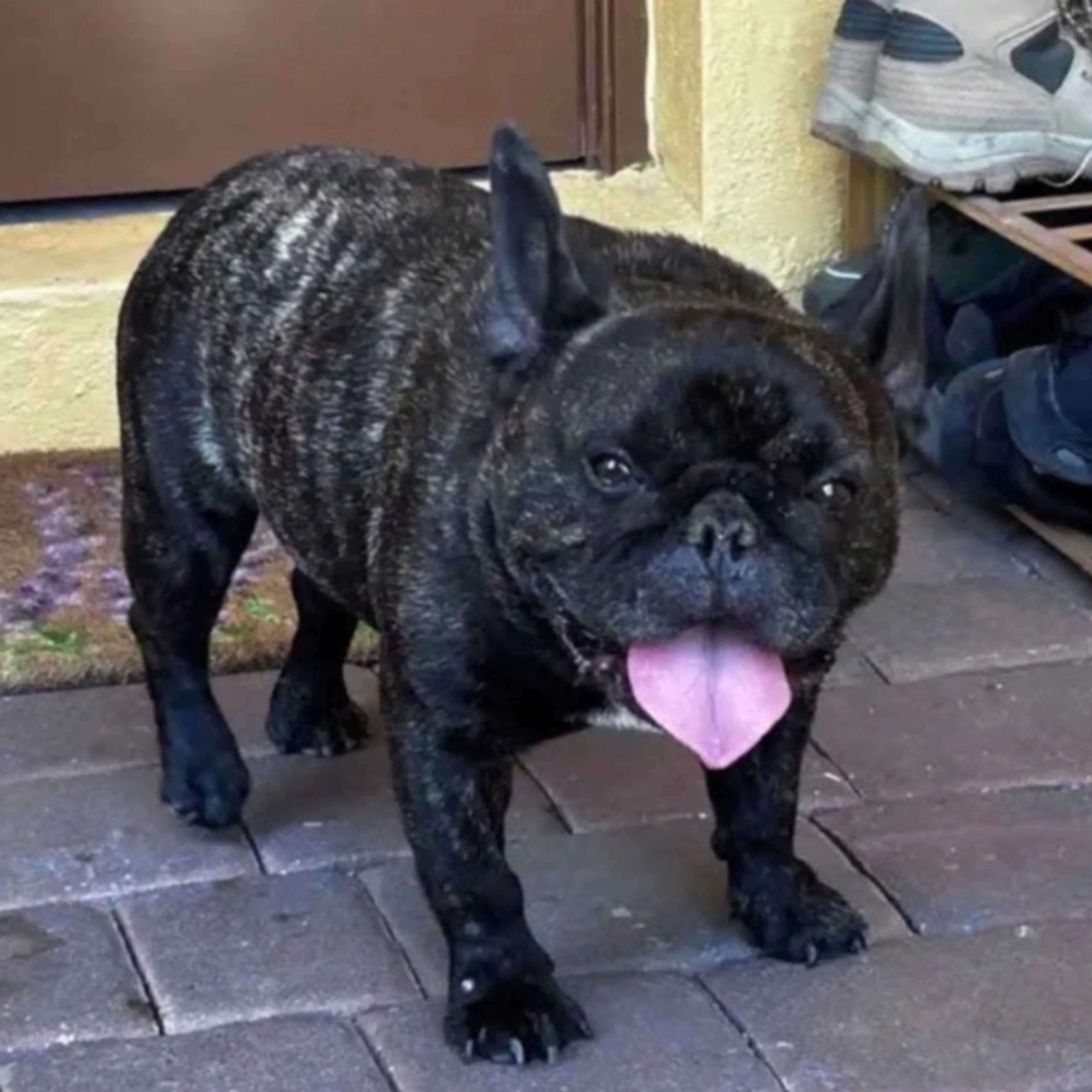 Found pet