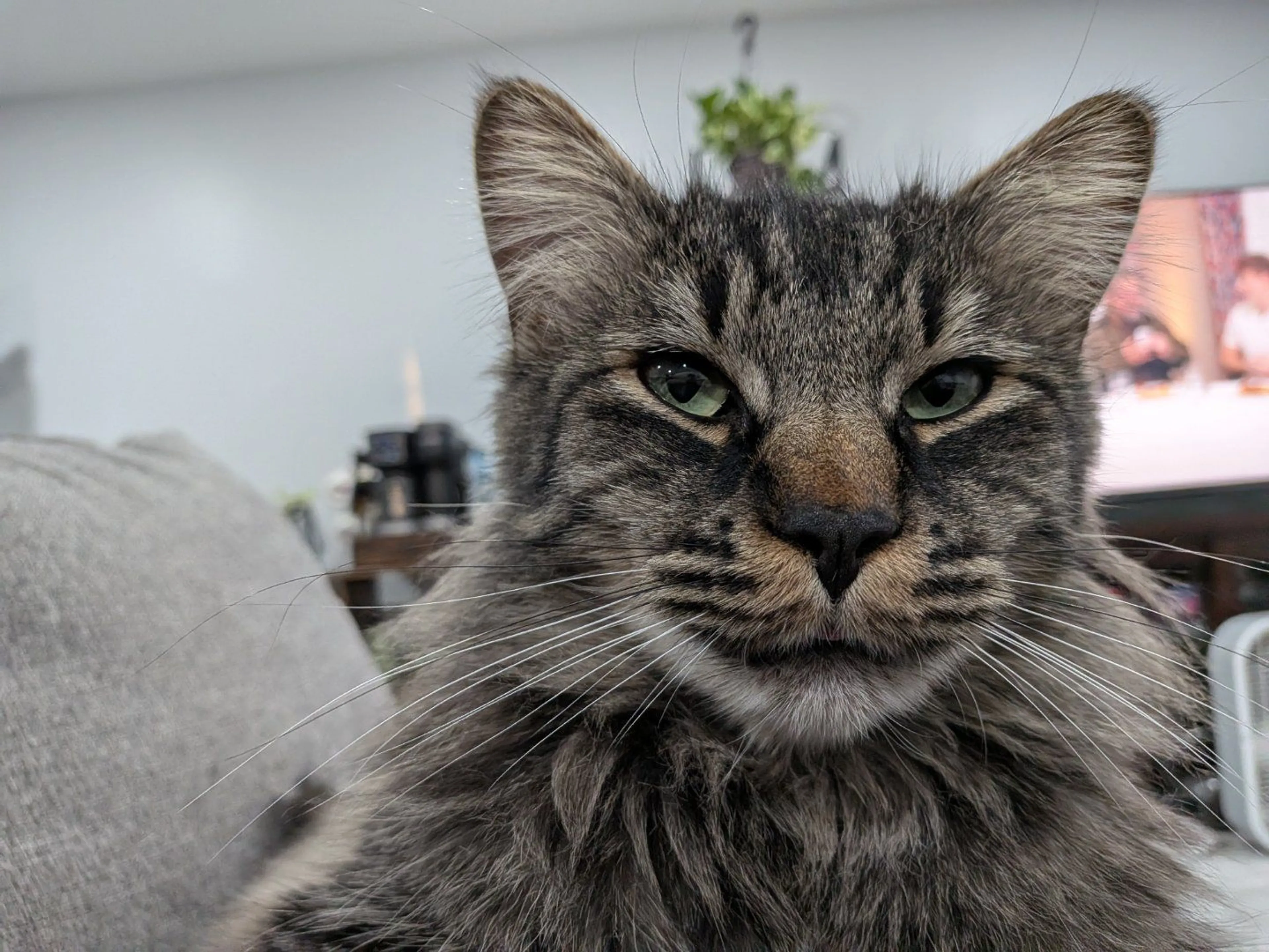 Lost pet-4