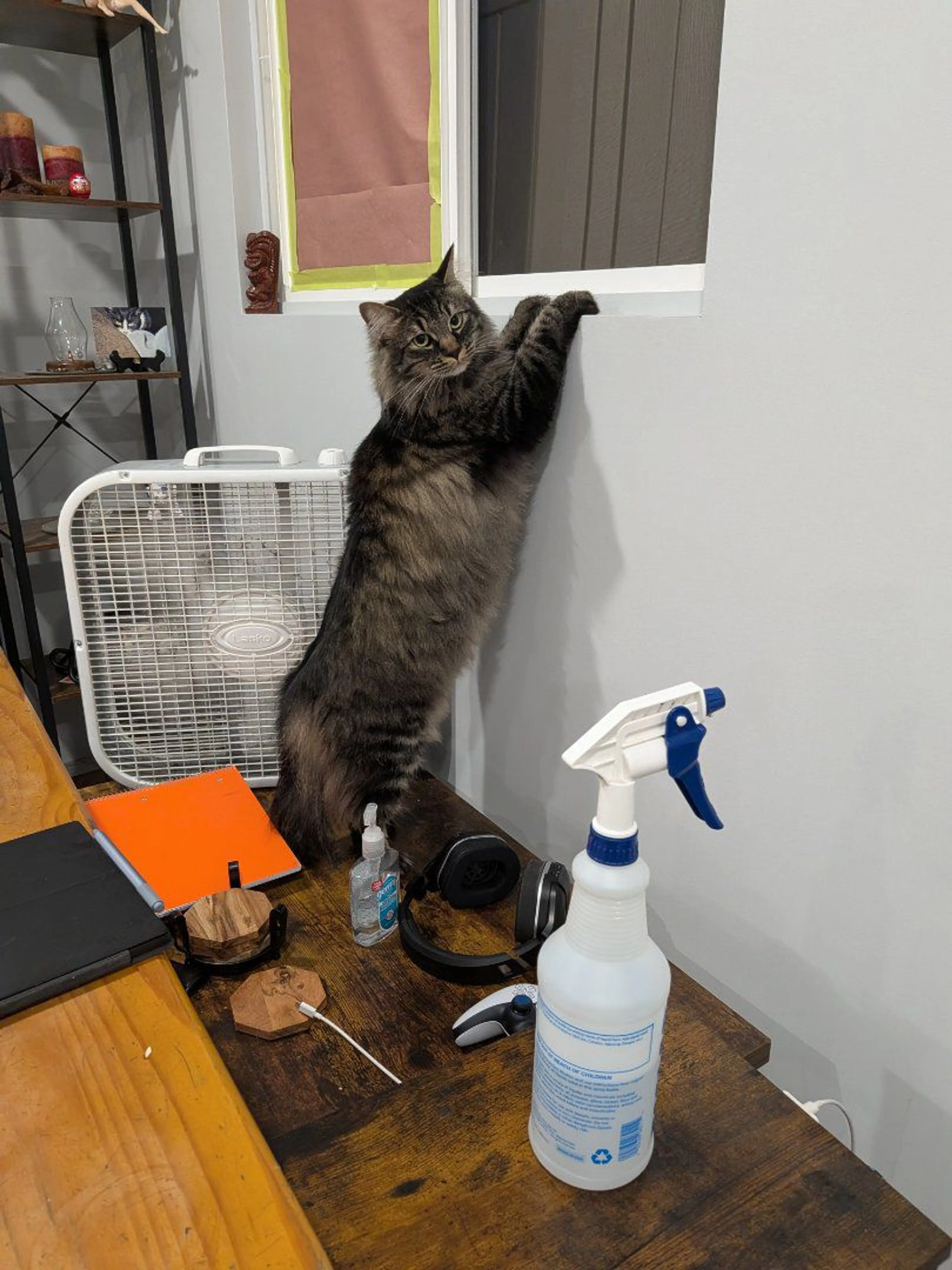 Lost pet-2