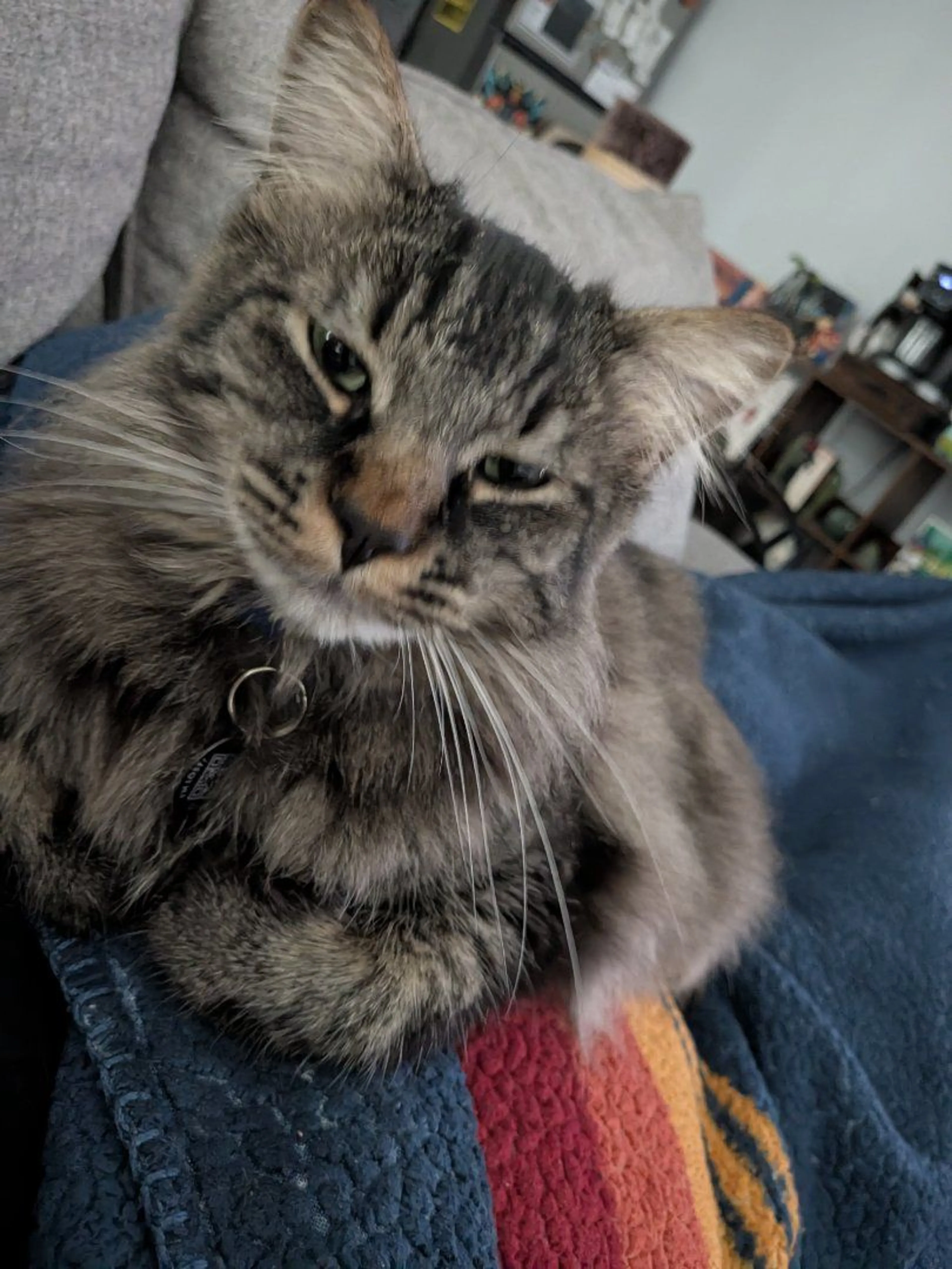 Lost pet-0