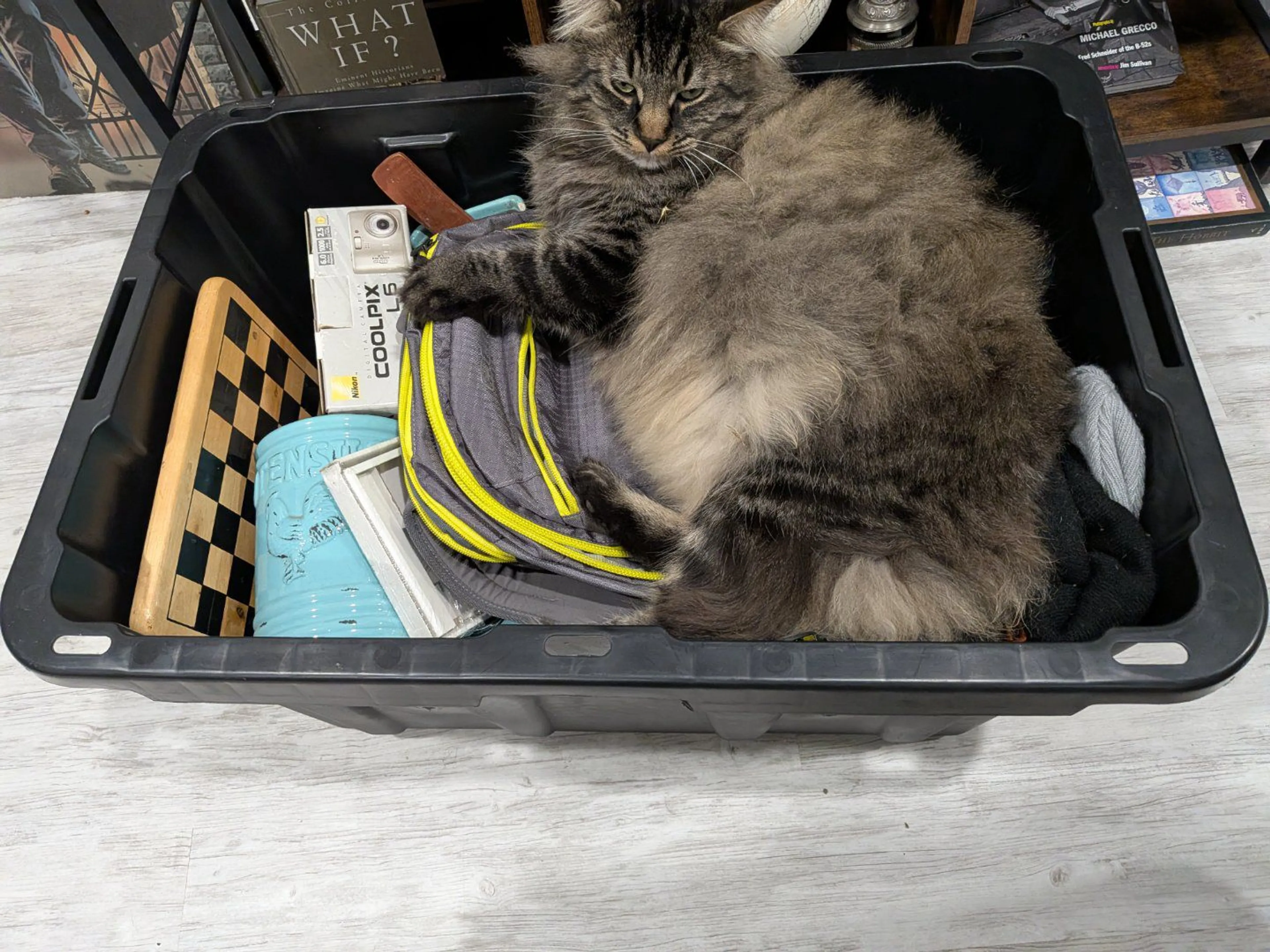 Lost pet-3