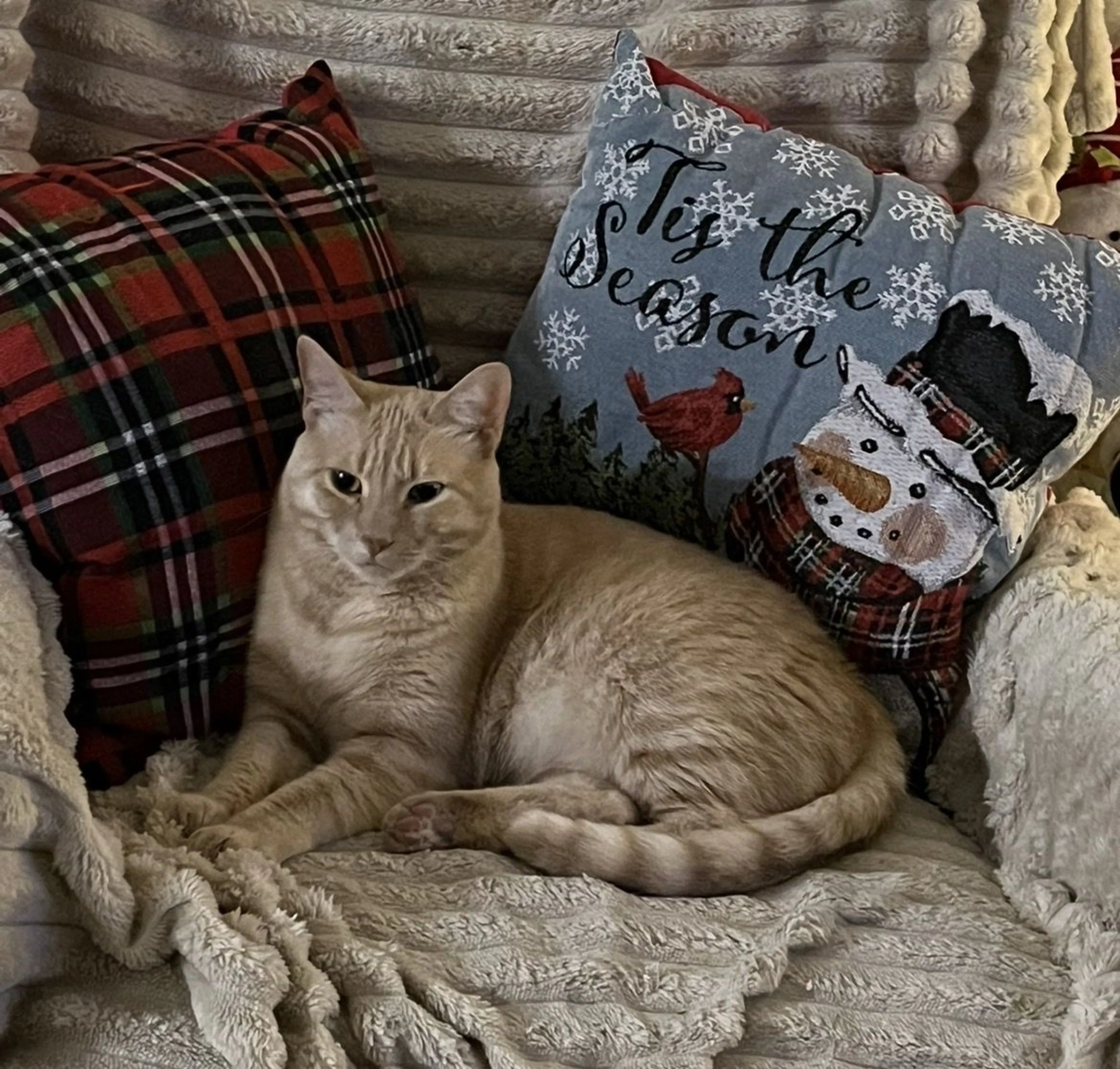 Lost pet-1