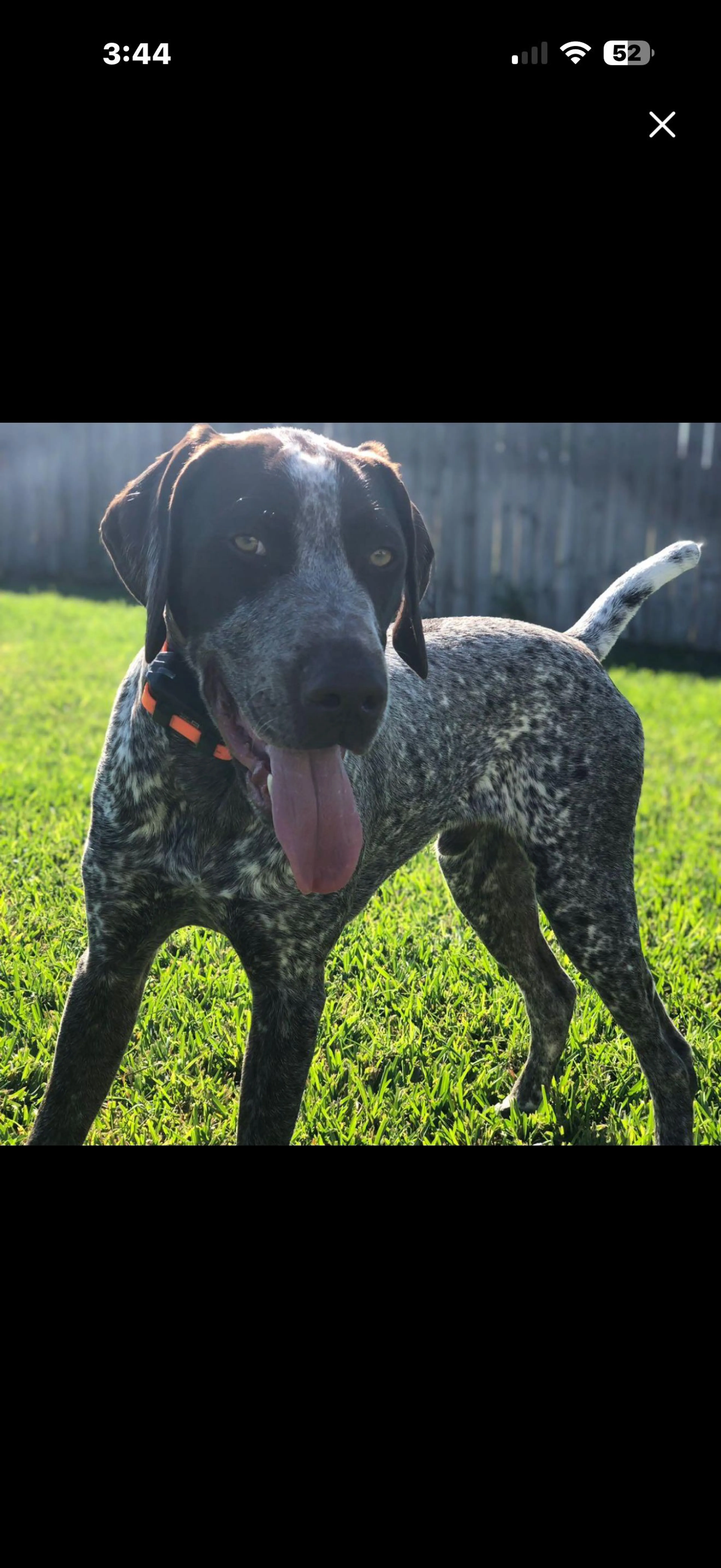 Lost pet