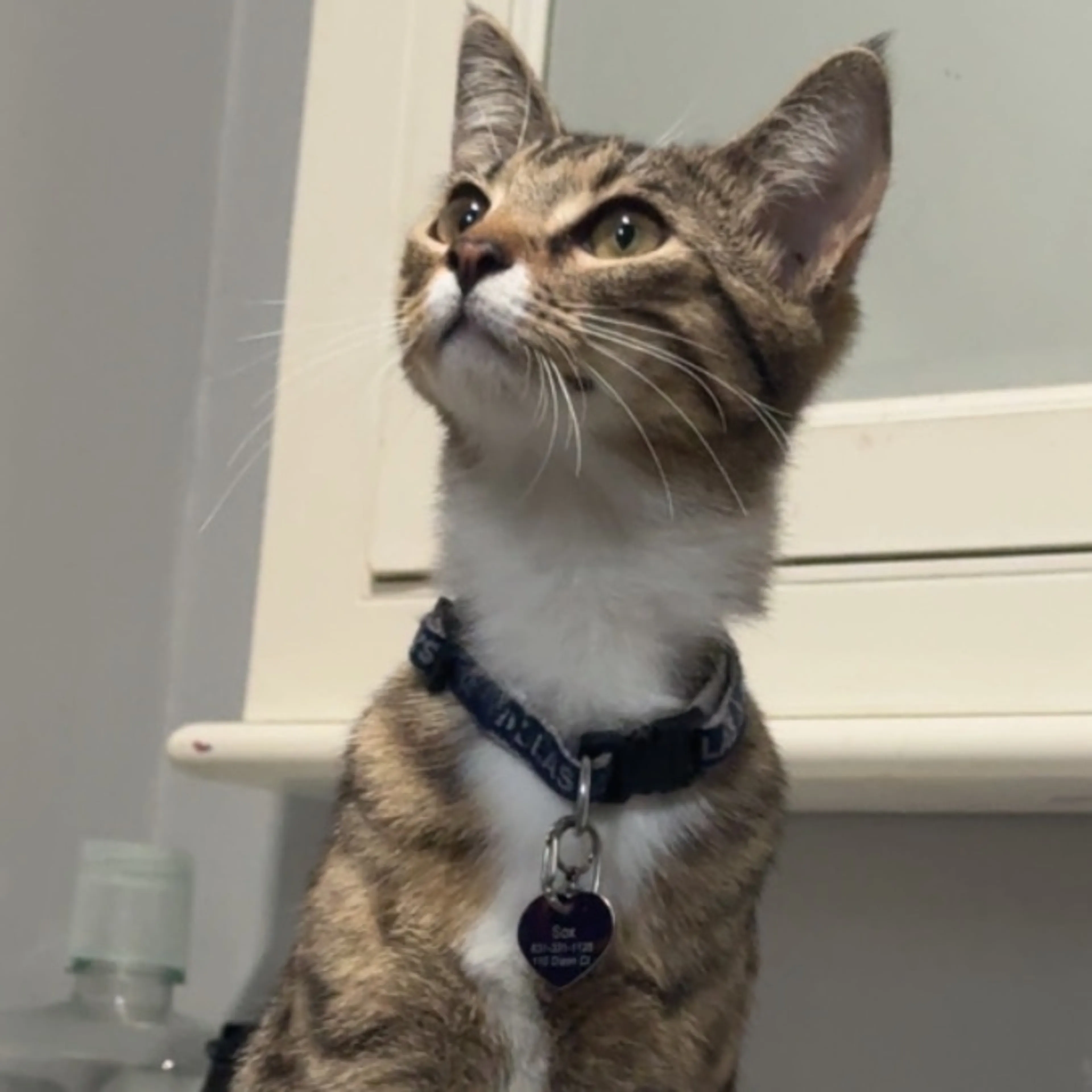 Lost pet
