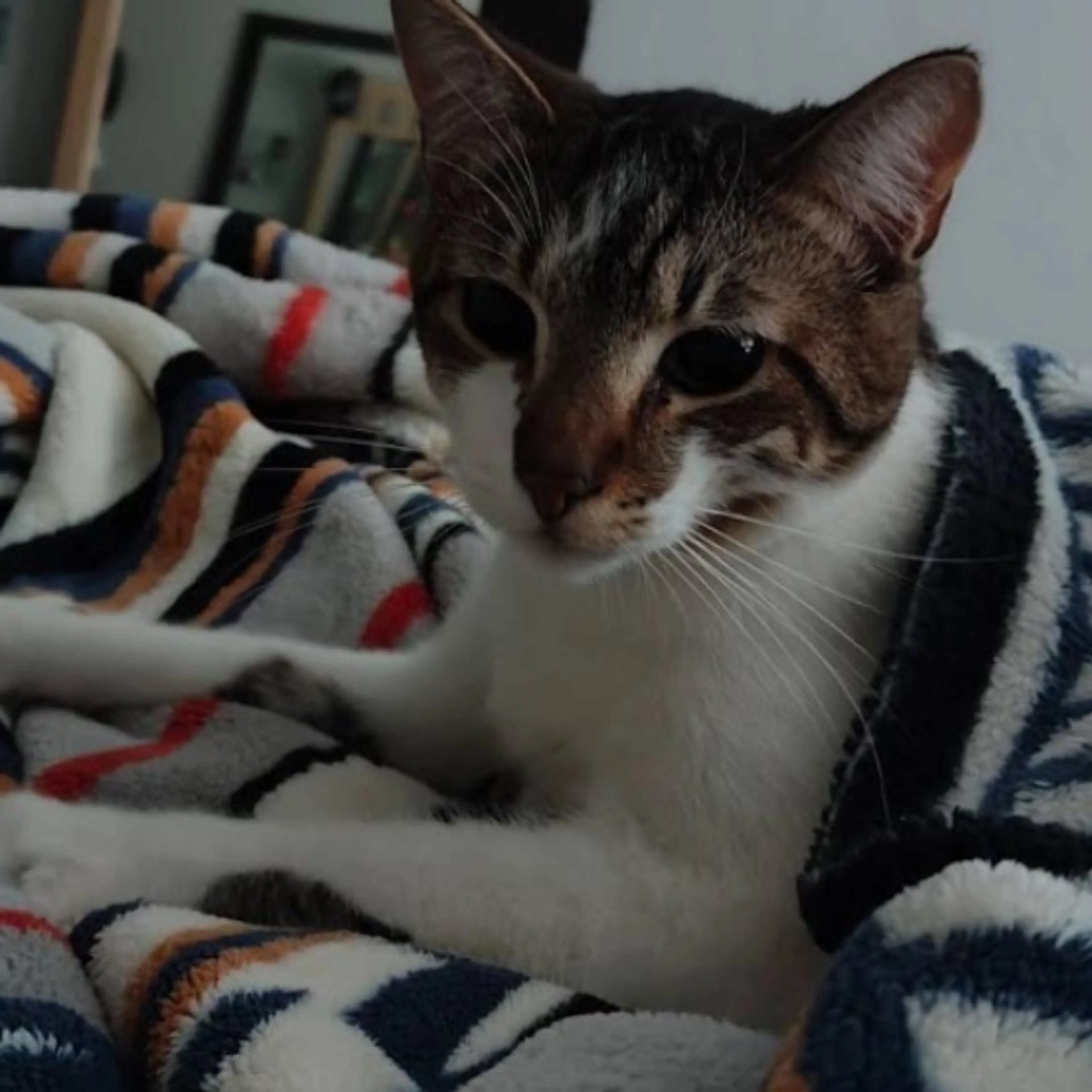 Lost pet-0