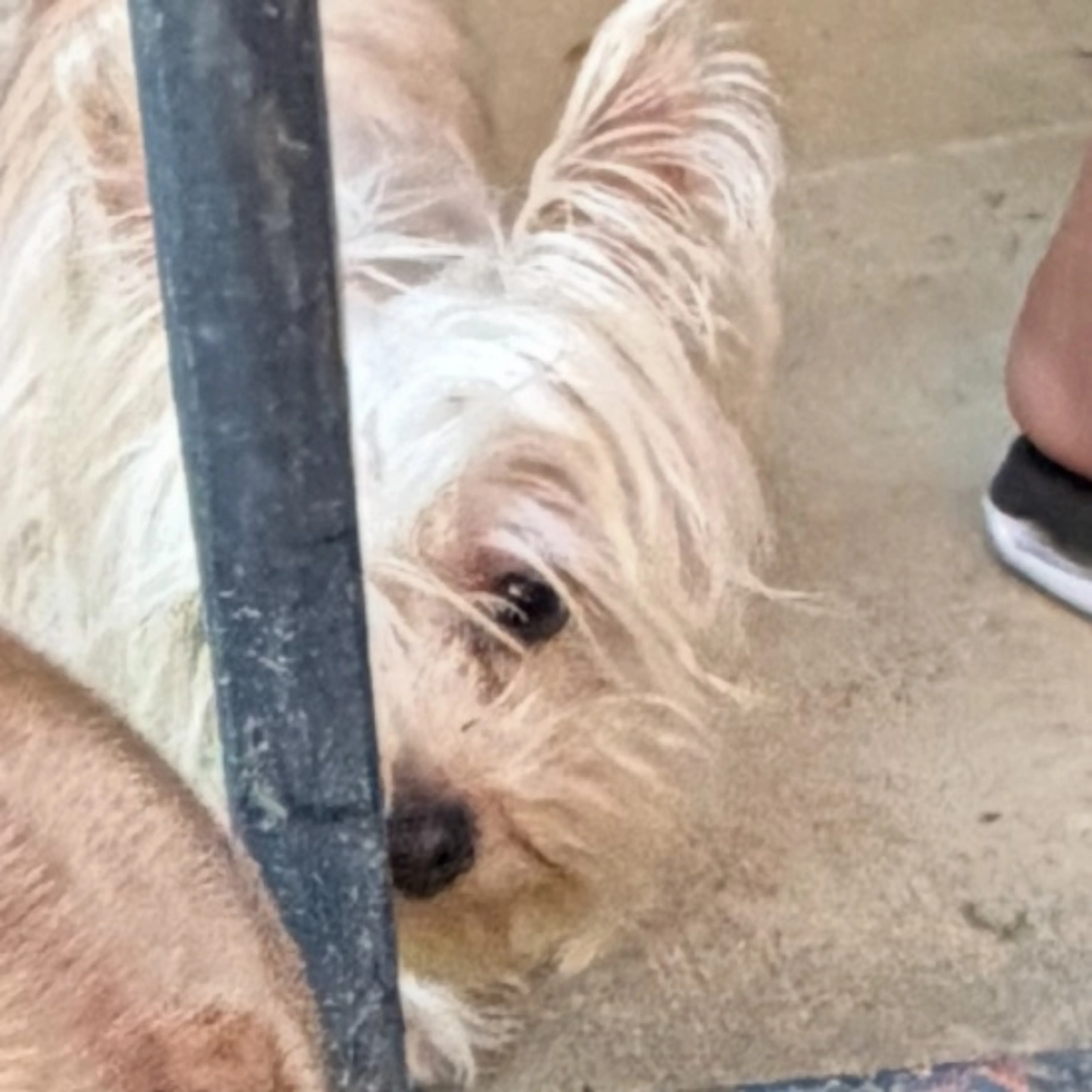 Lost pet