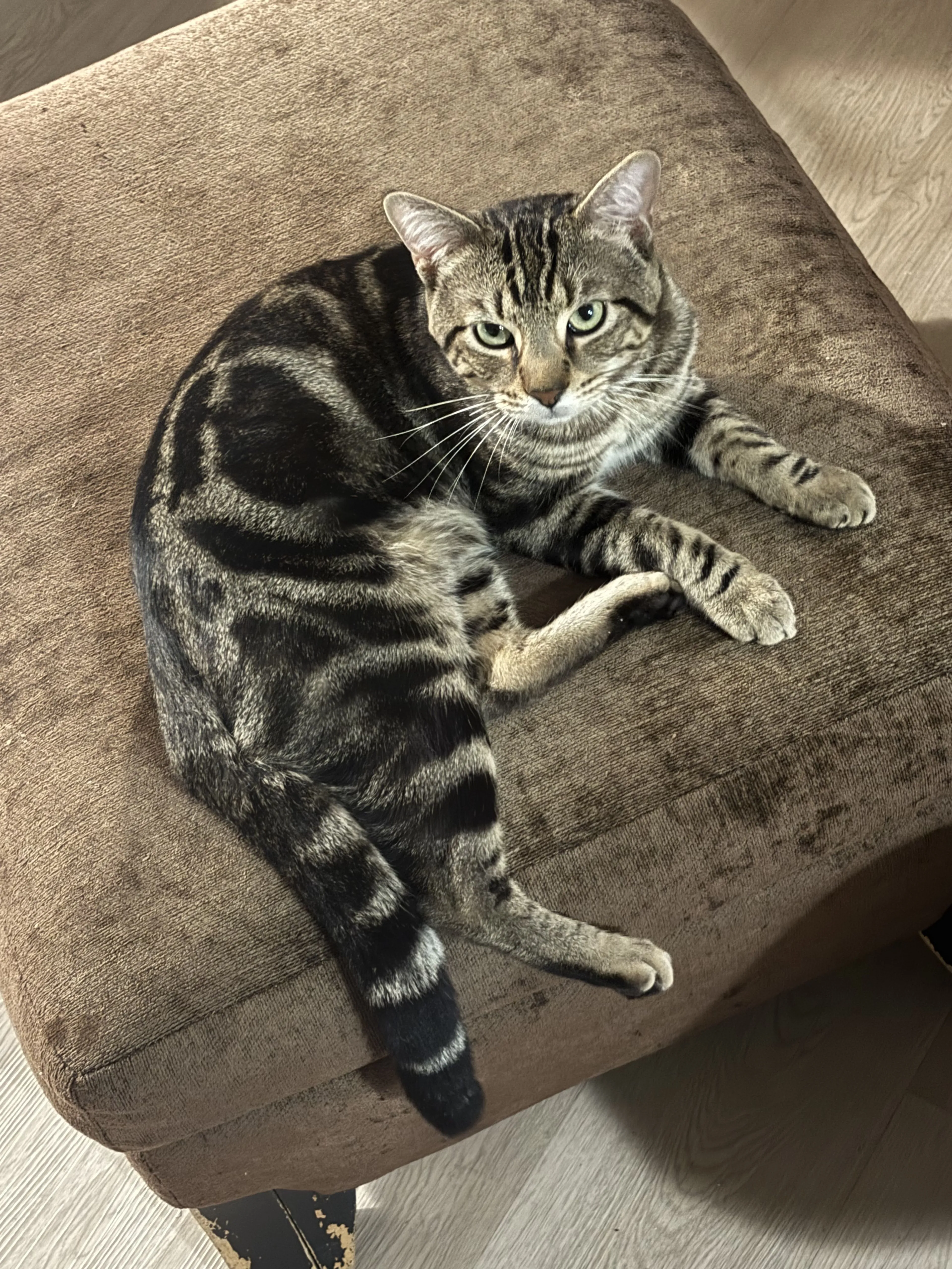 Lost pet-2