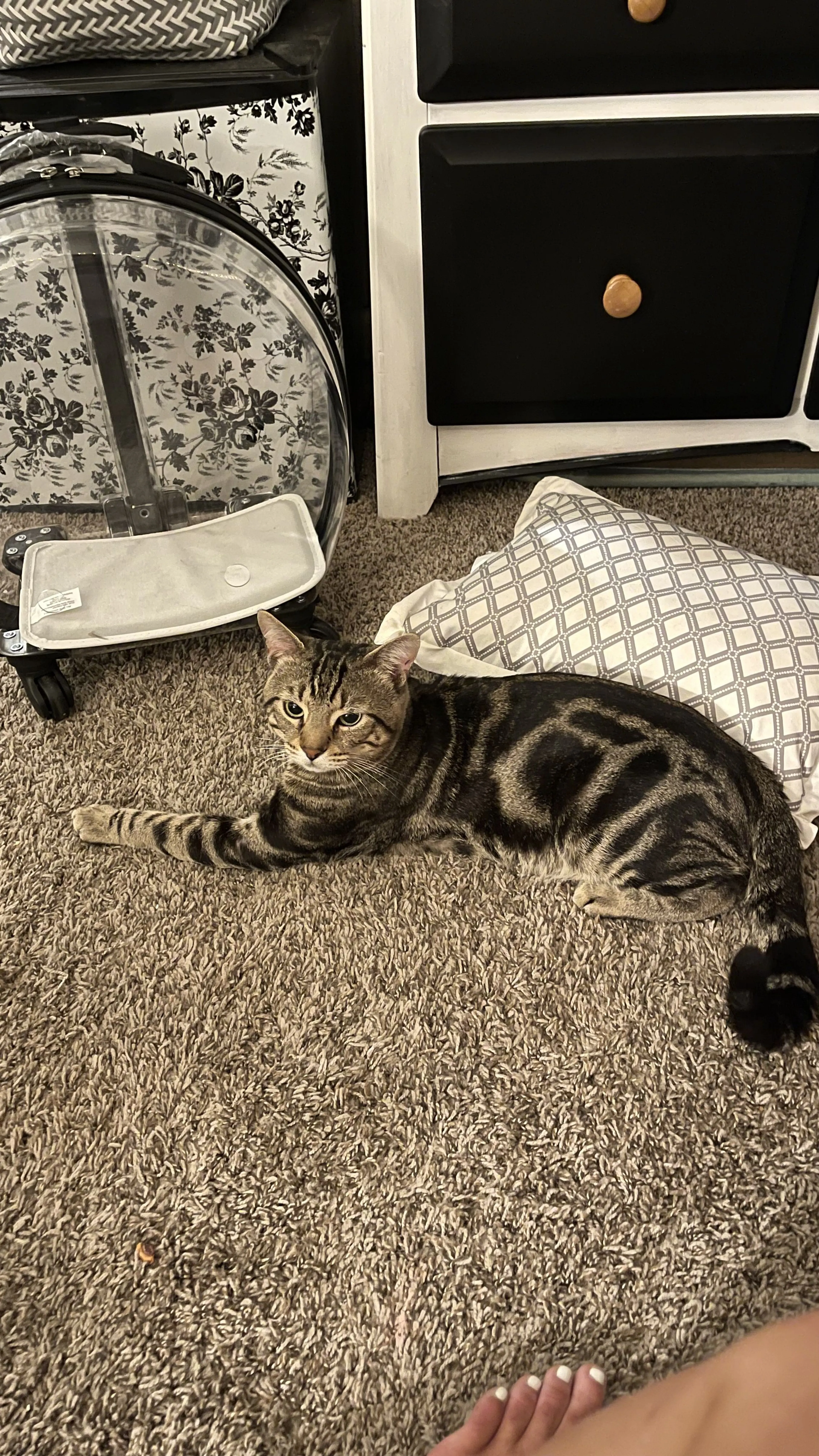 Lost pet-0