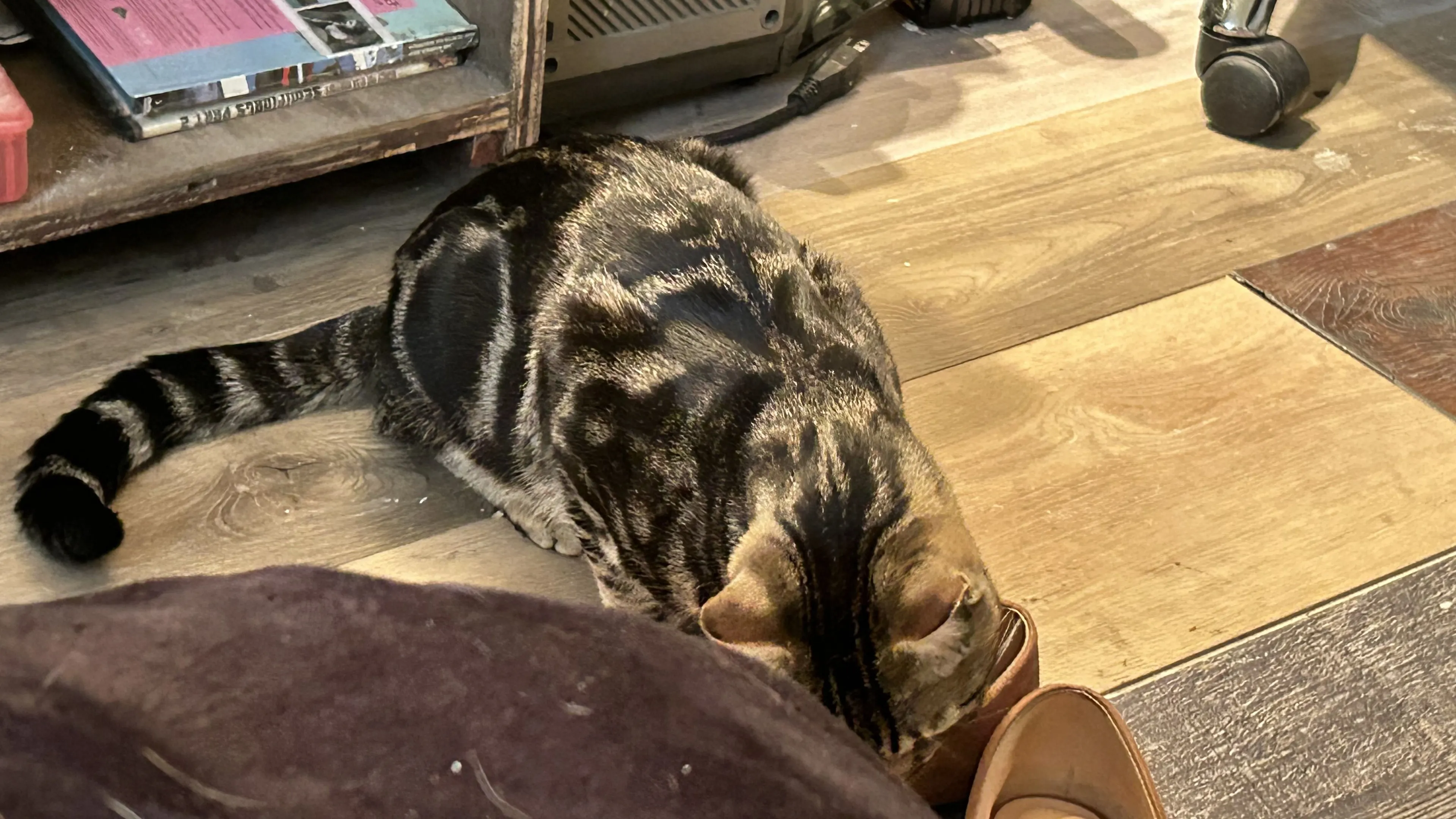 Lost pet-3