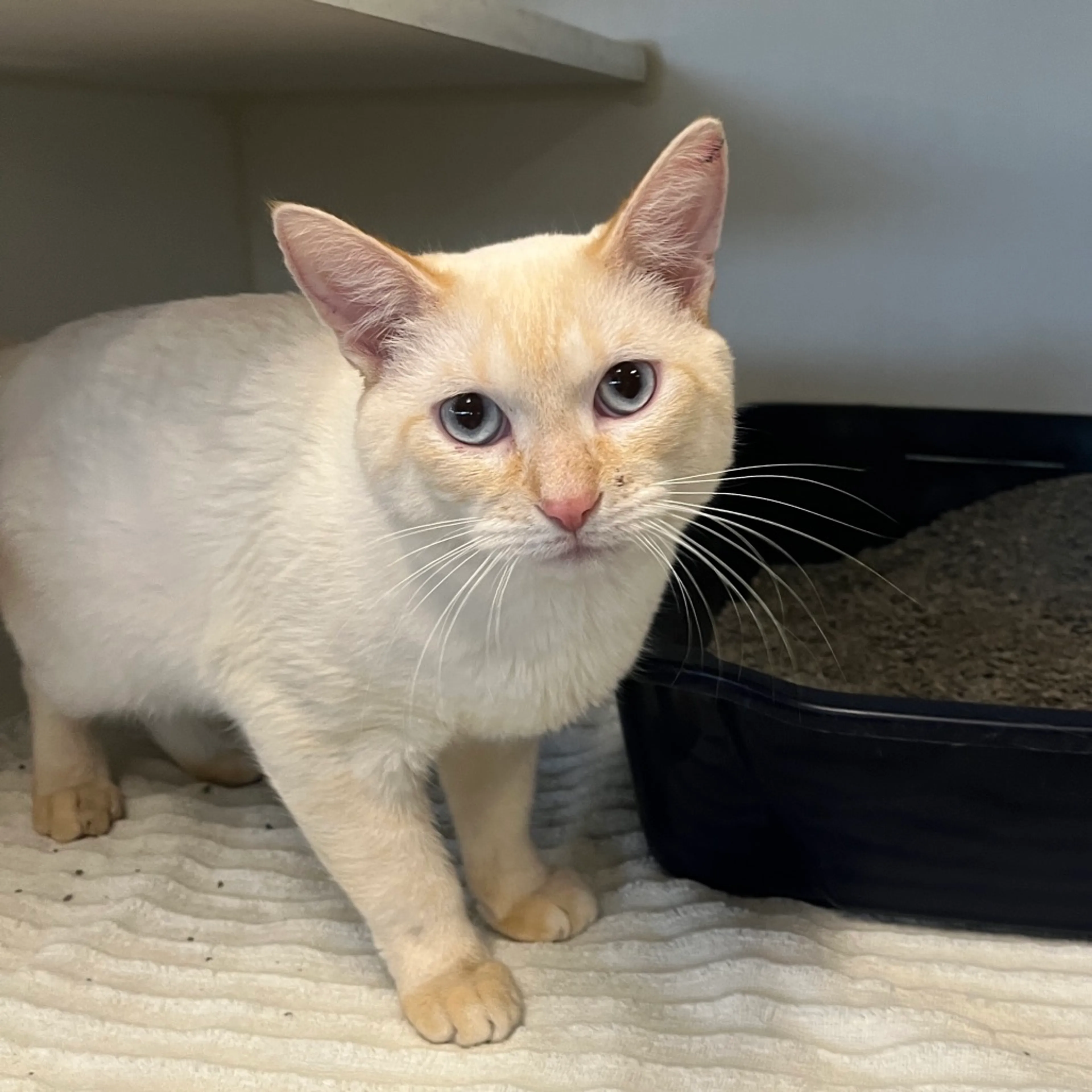 Found pet