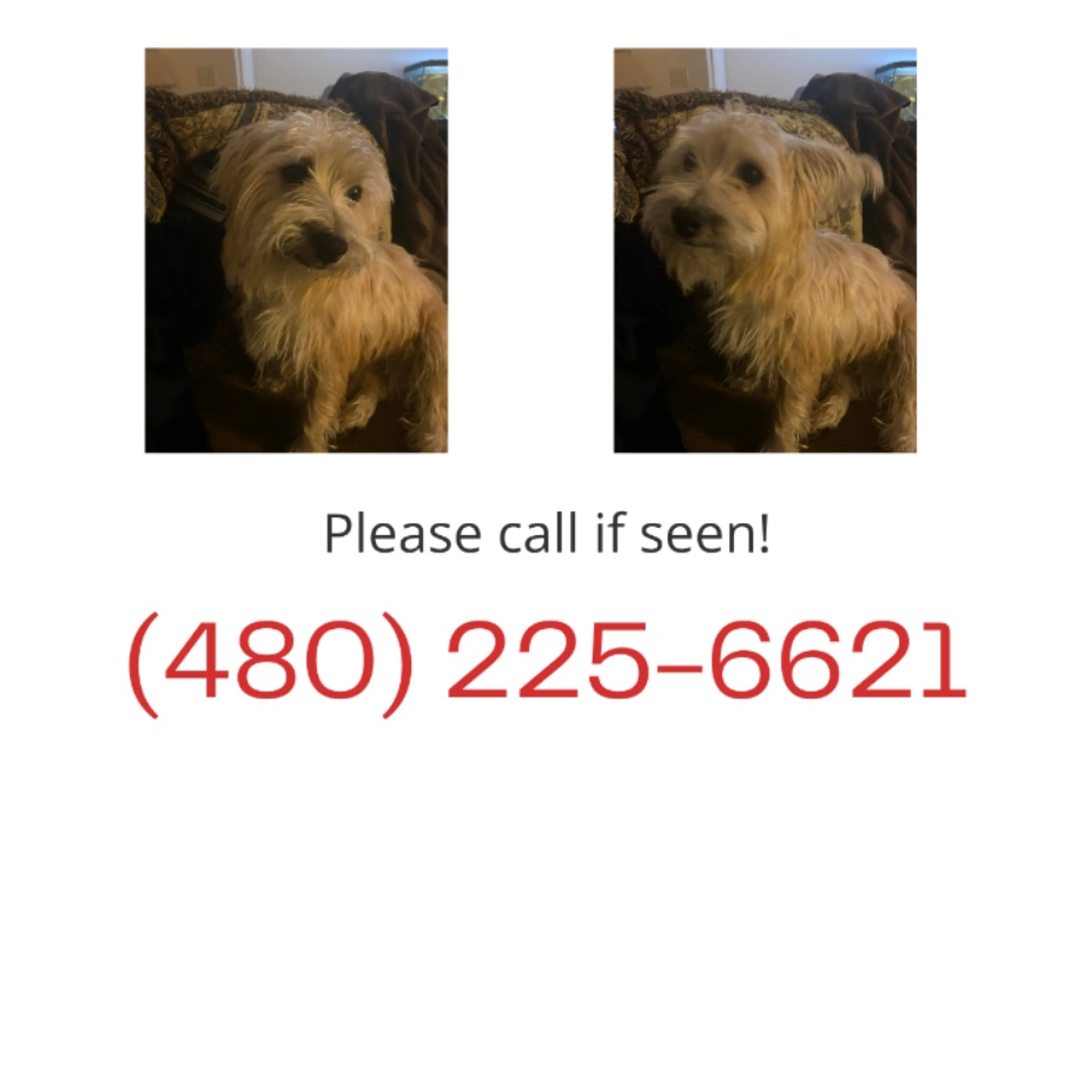 Lost pet
