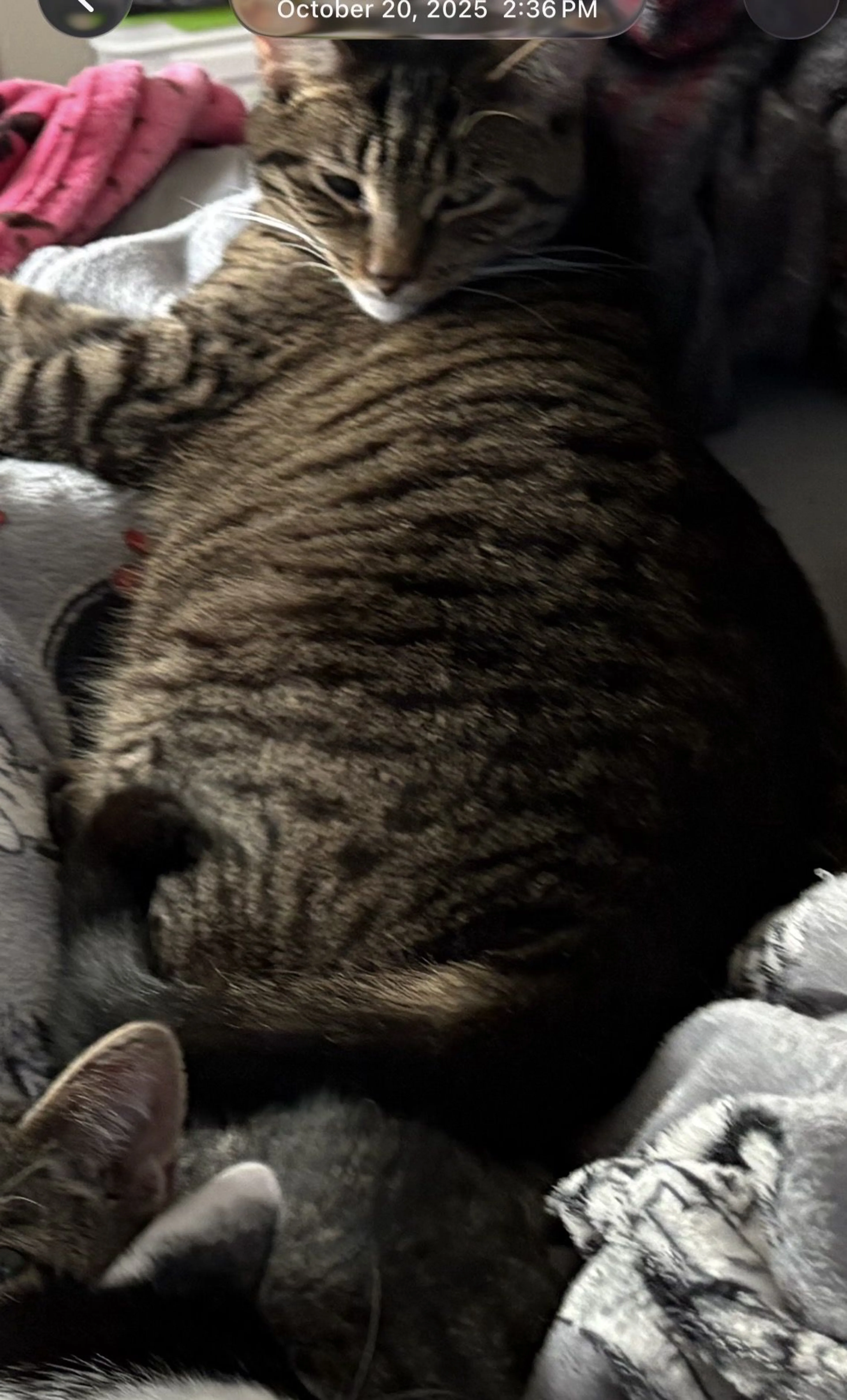 Lost pet-1