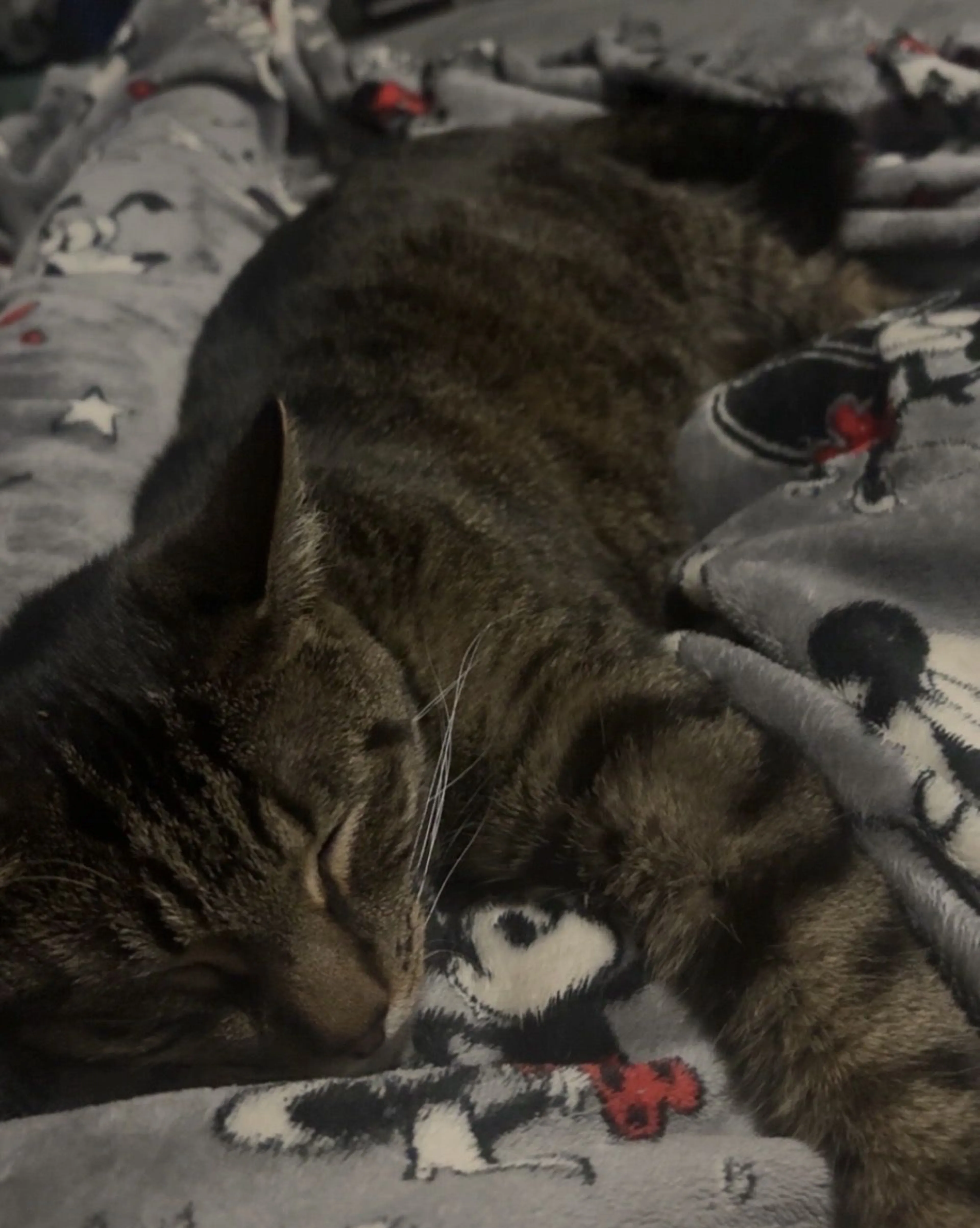 Lost pet-0