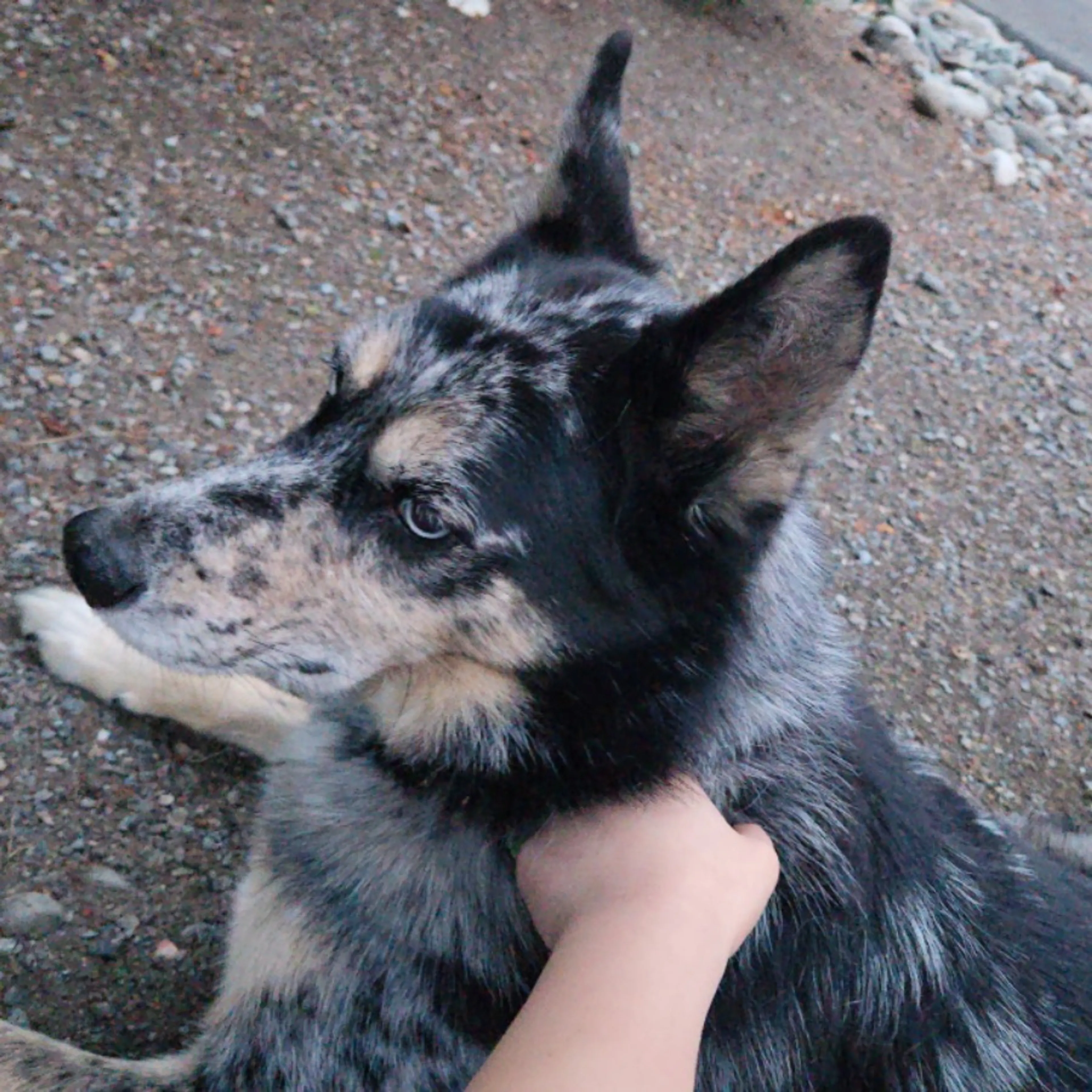 Found pet