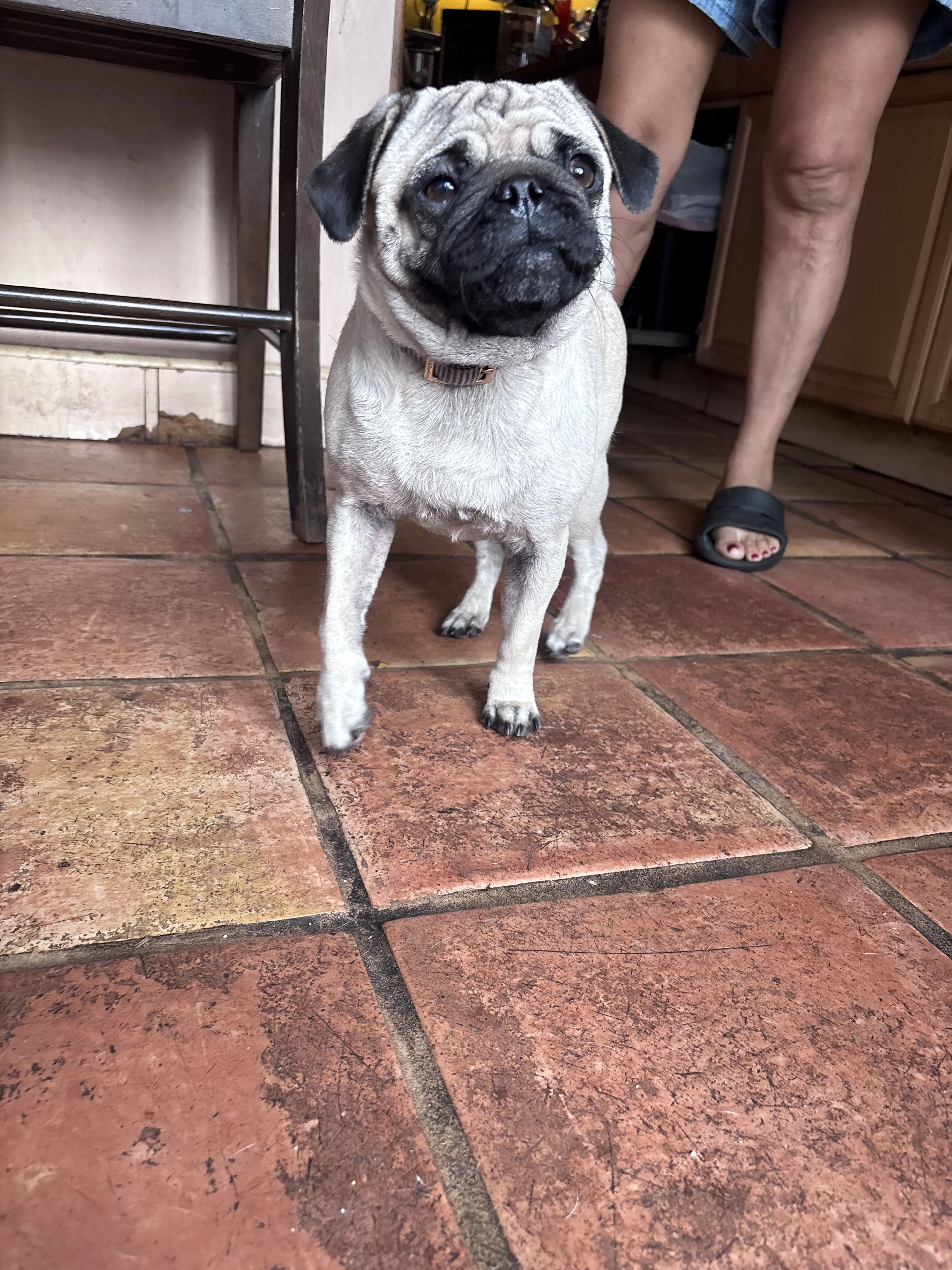 Lost pet