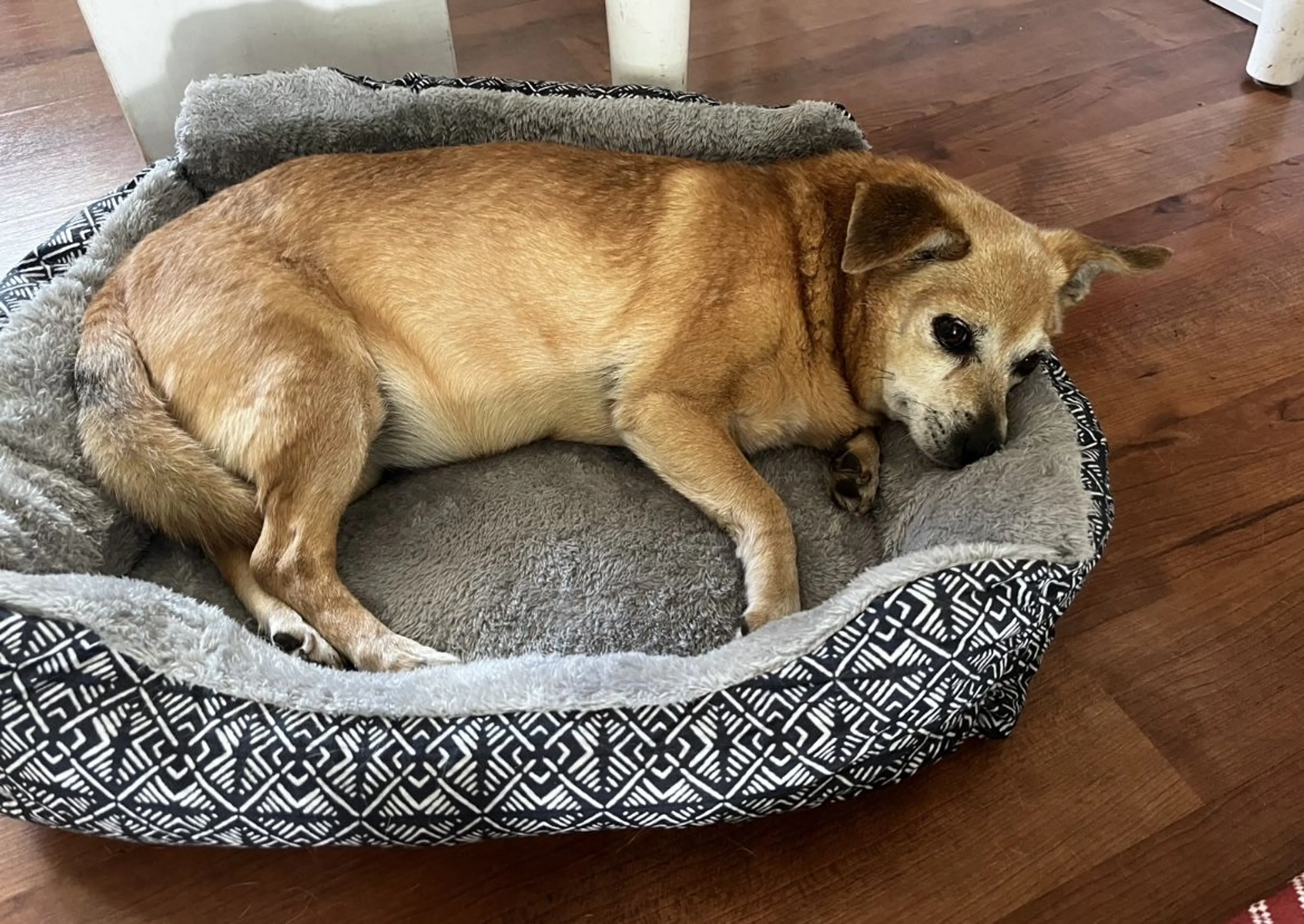 Lost pet-2