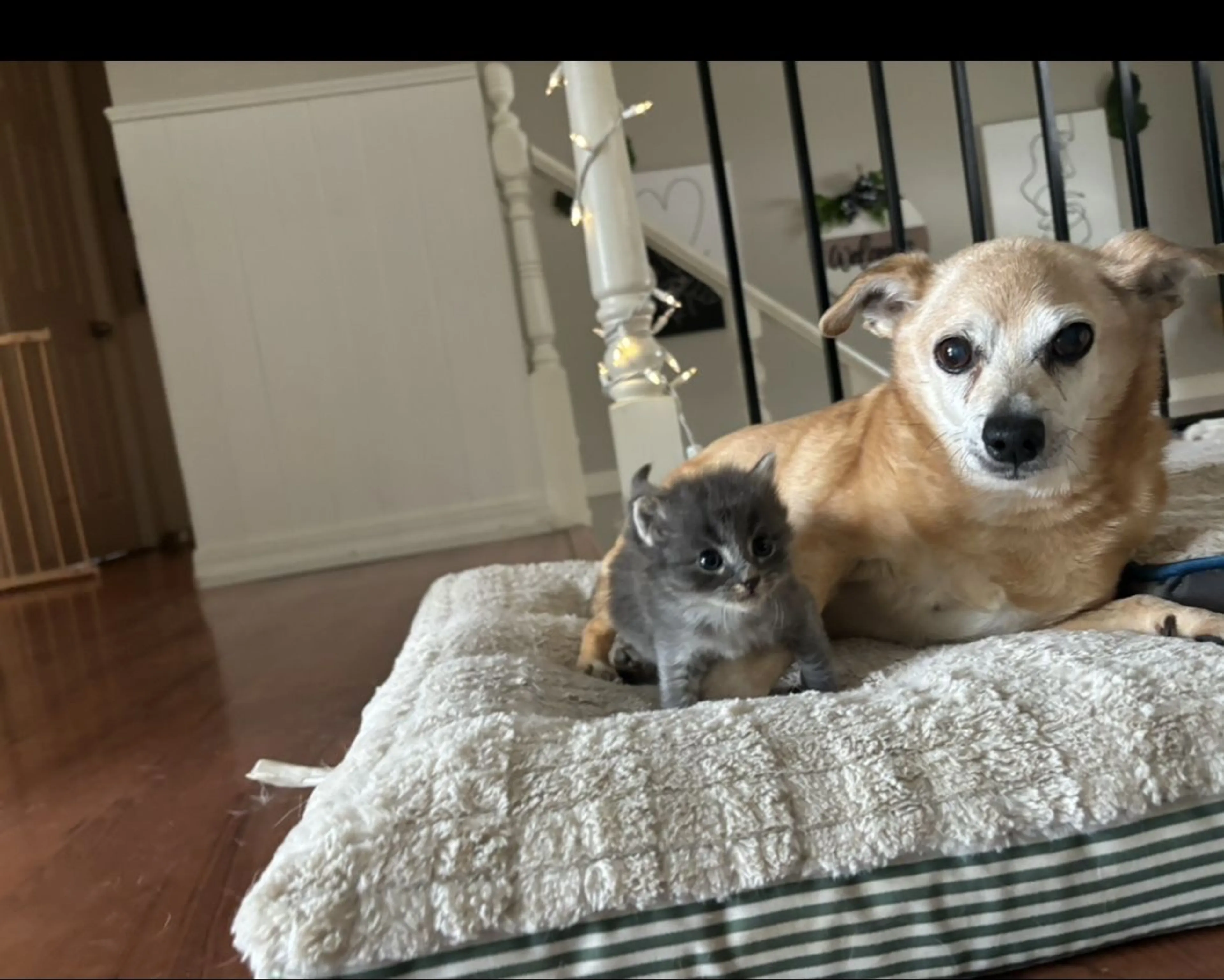 Lost pet-3