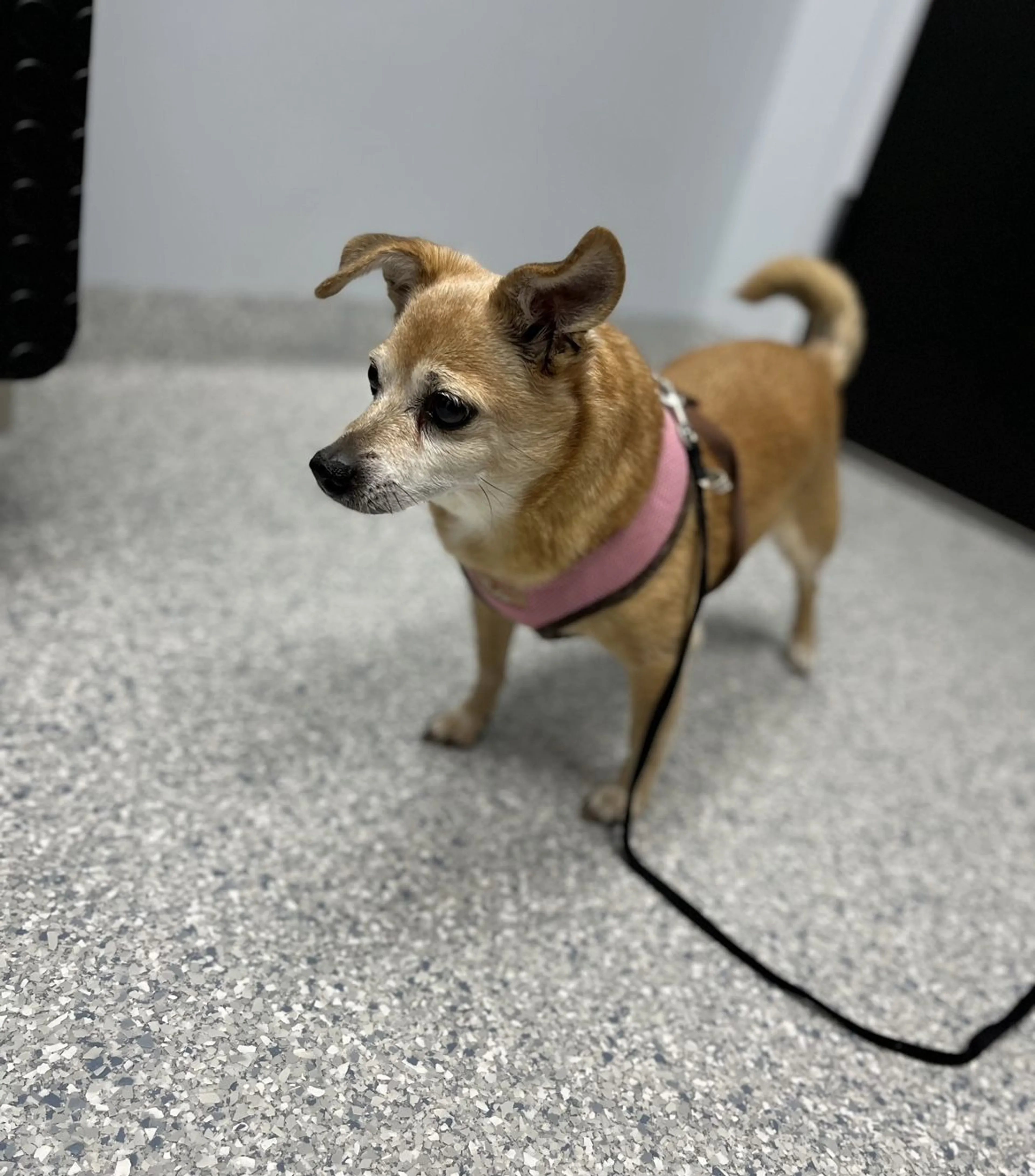 Lost pet-1