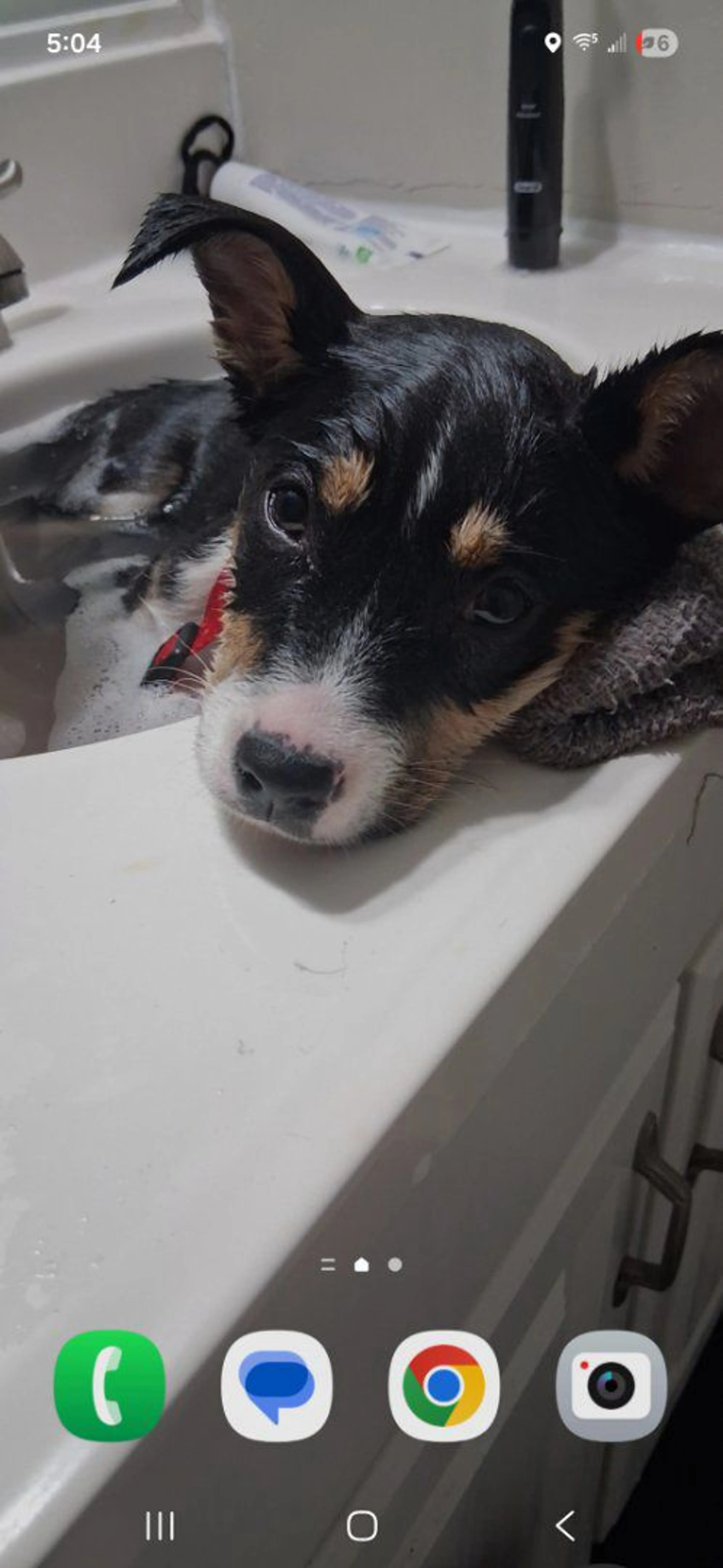 Lost pet