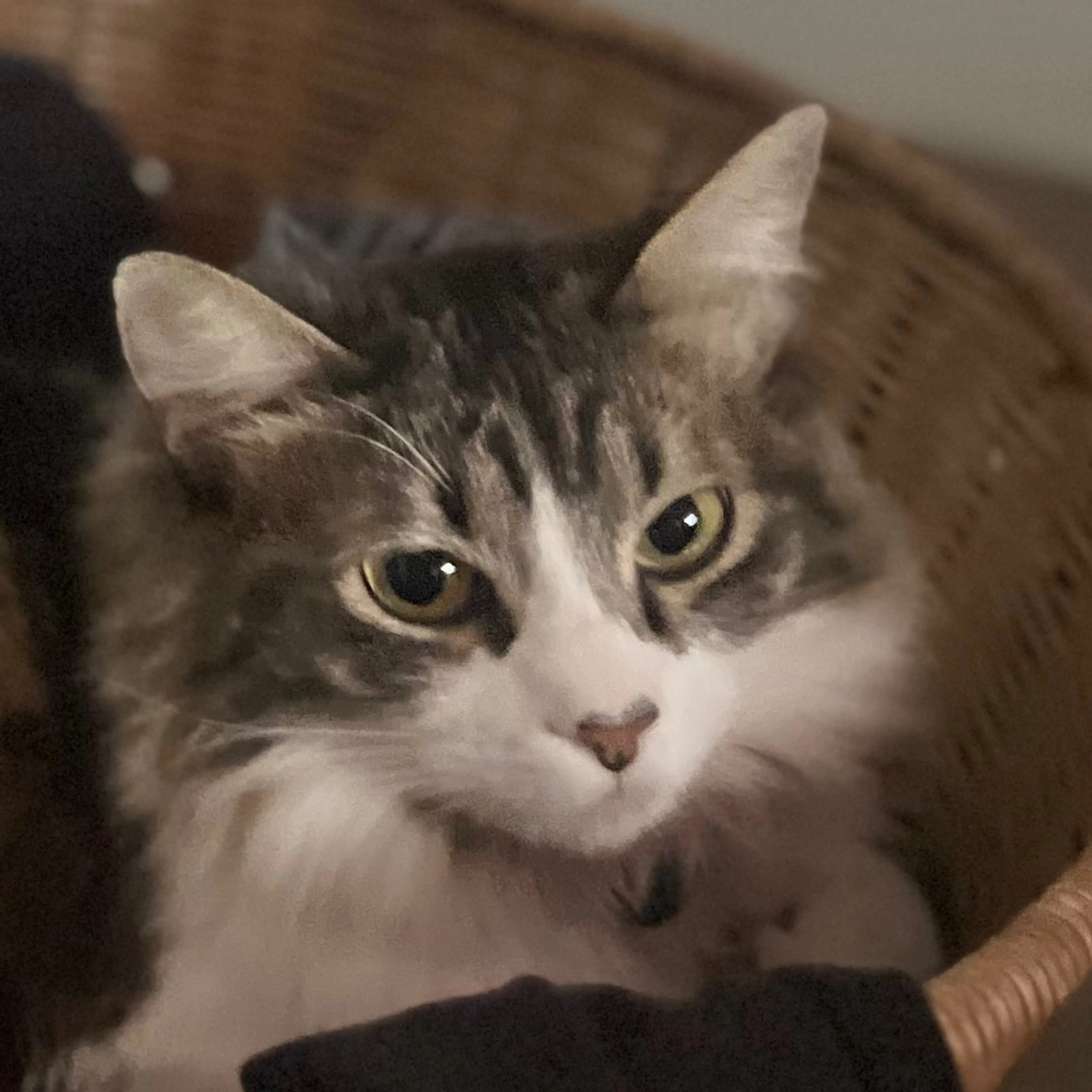 Lost pet-2