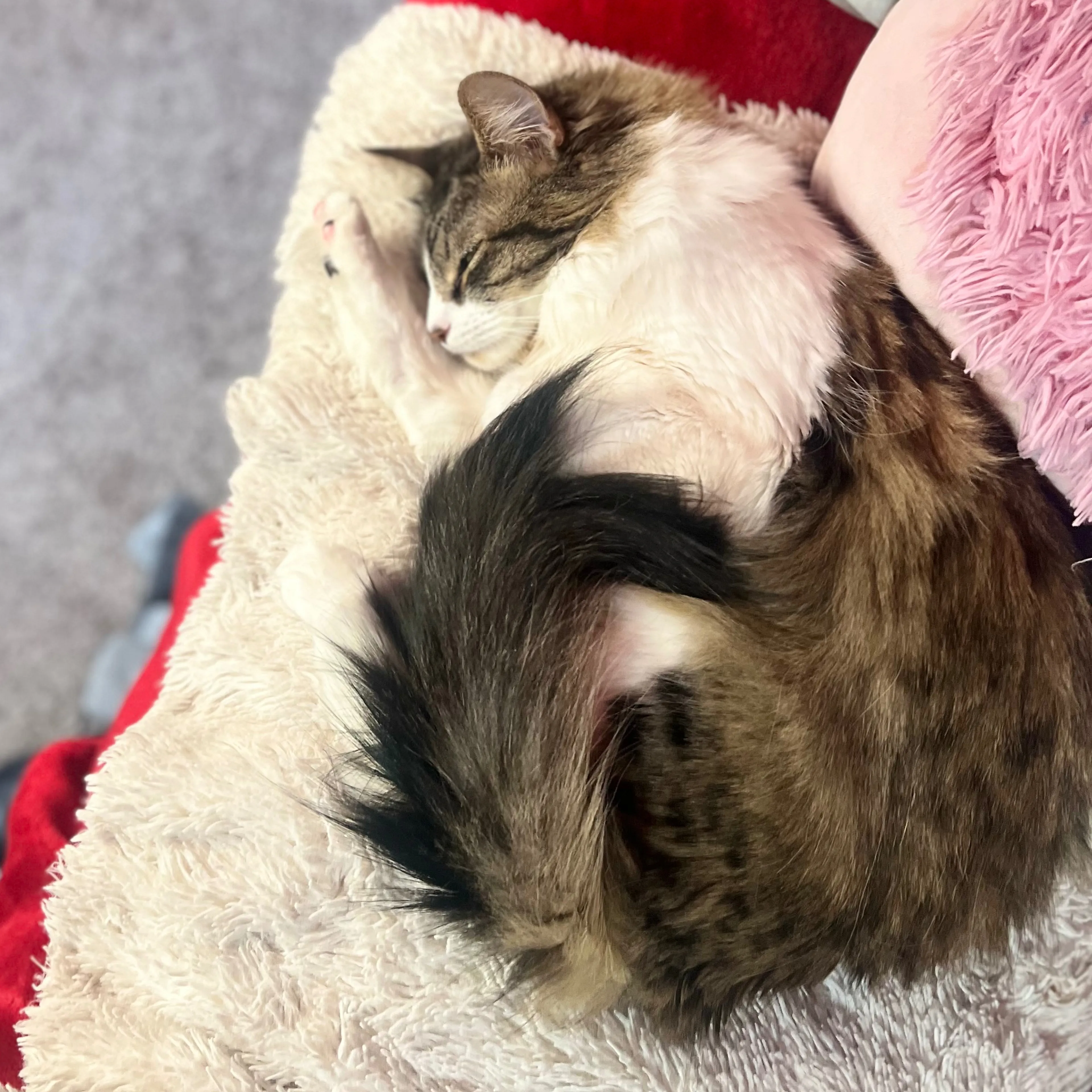 Lost pet-3