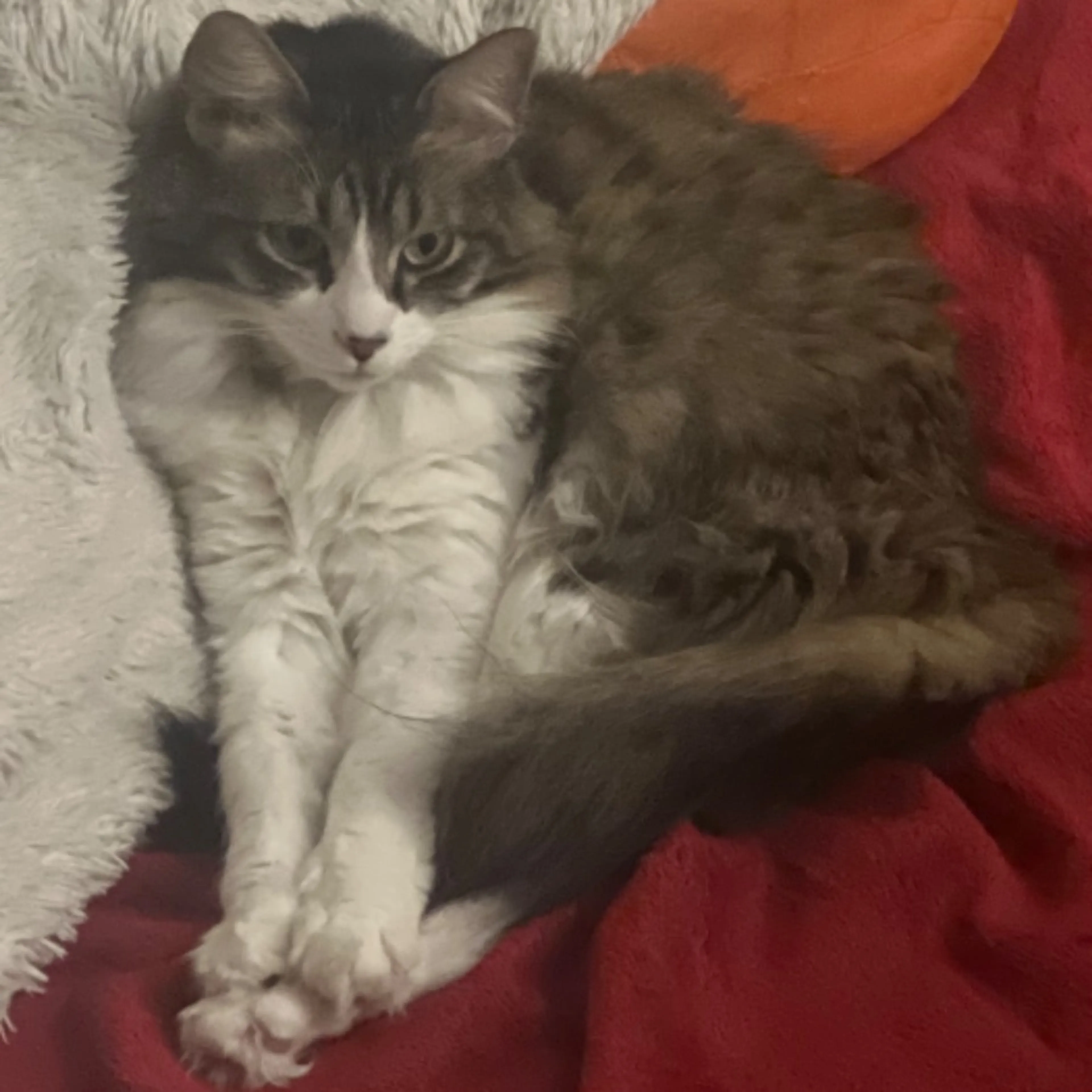 Lost pet-0