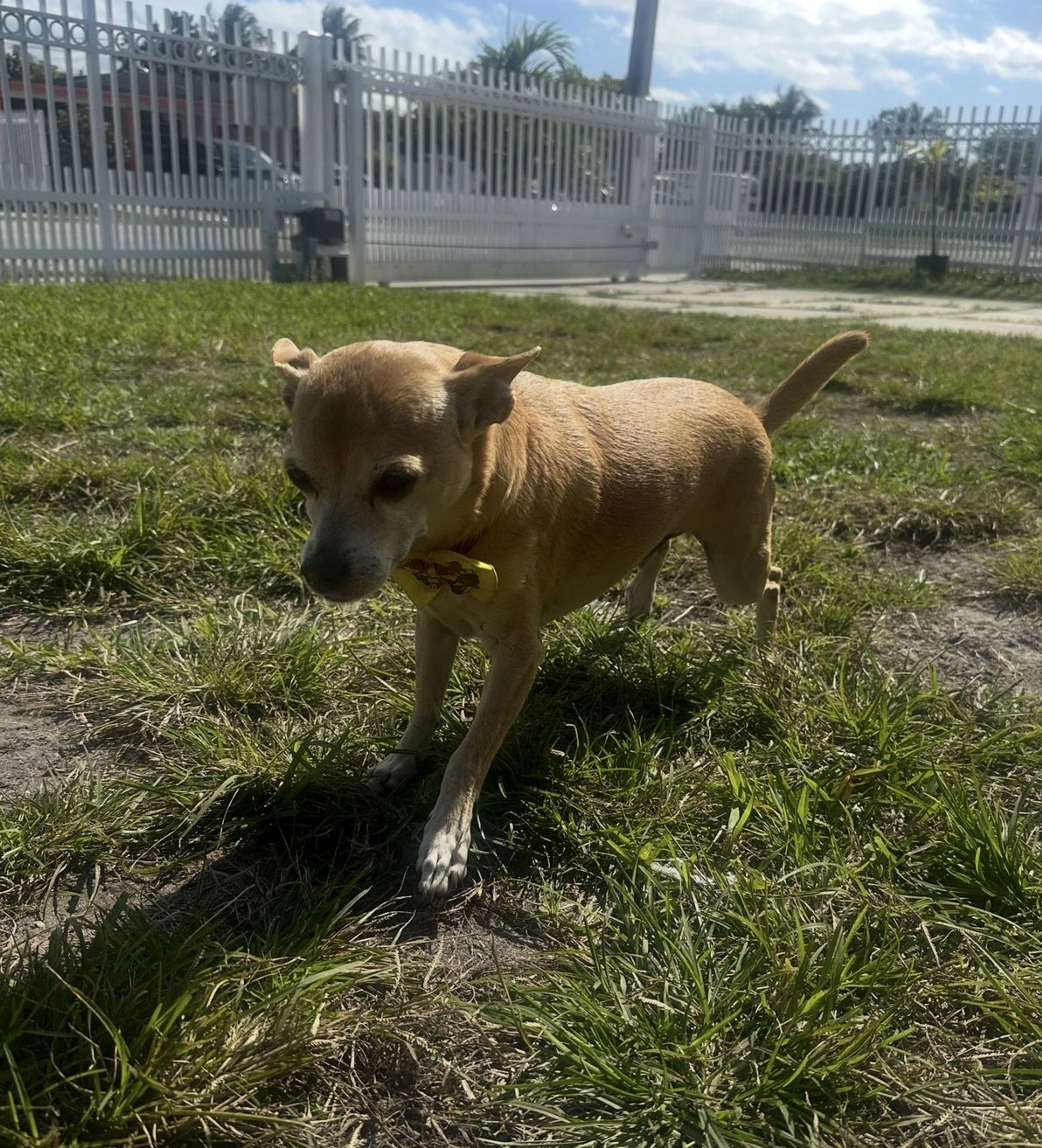 Lost pet-4