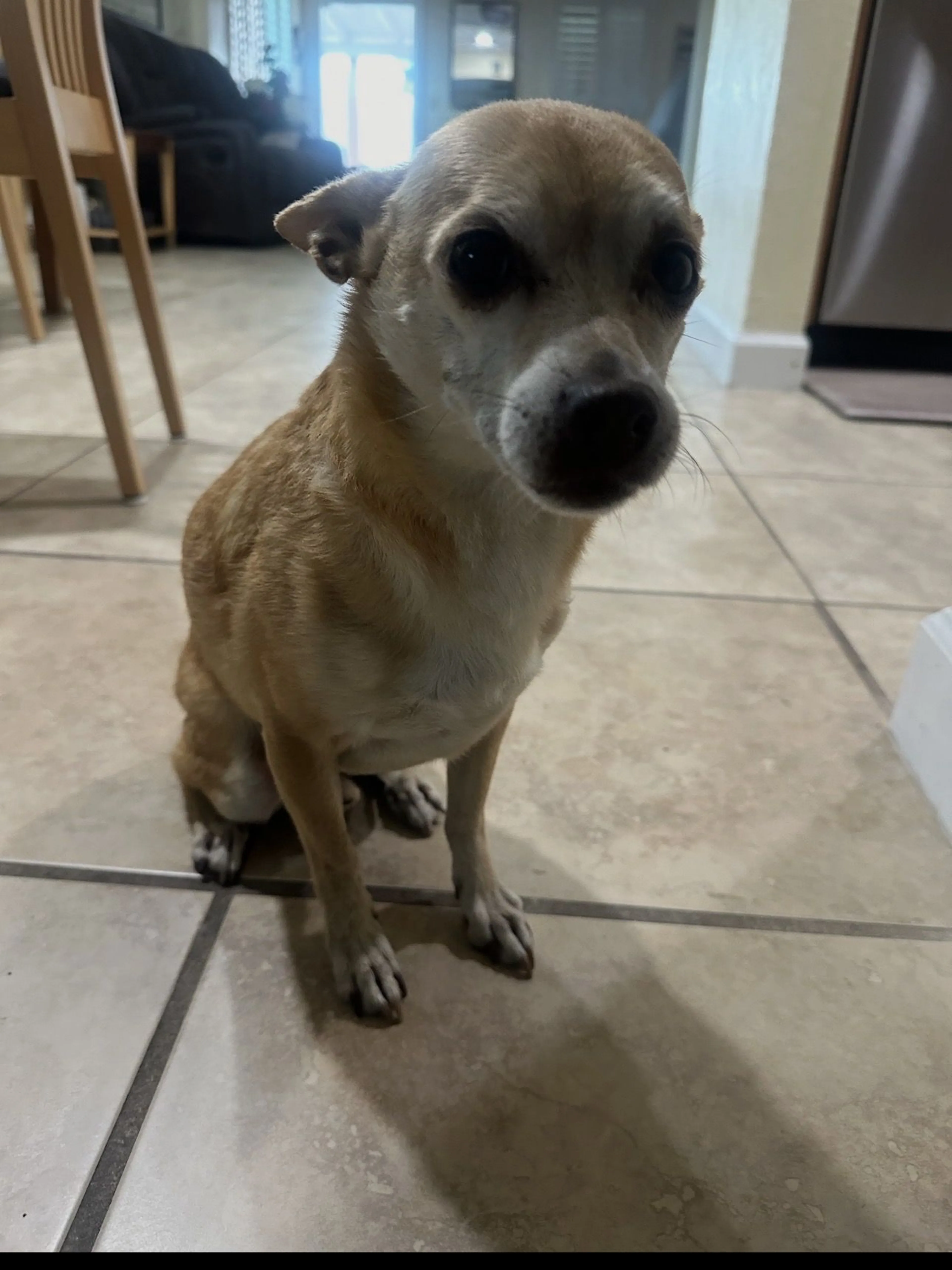Lost pet-2