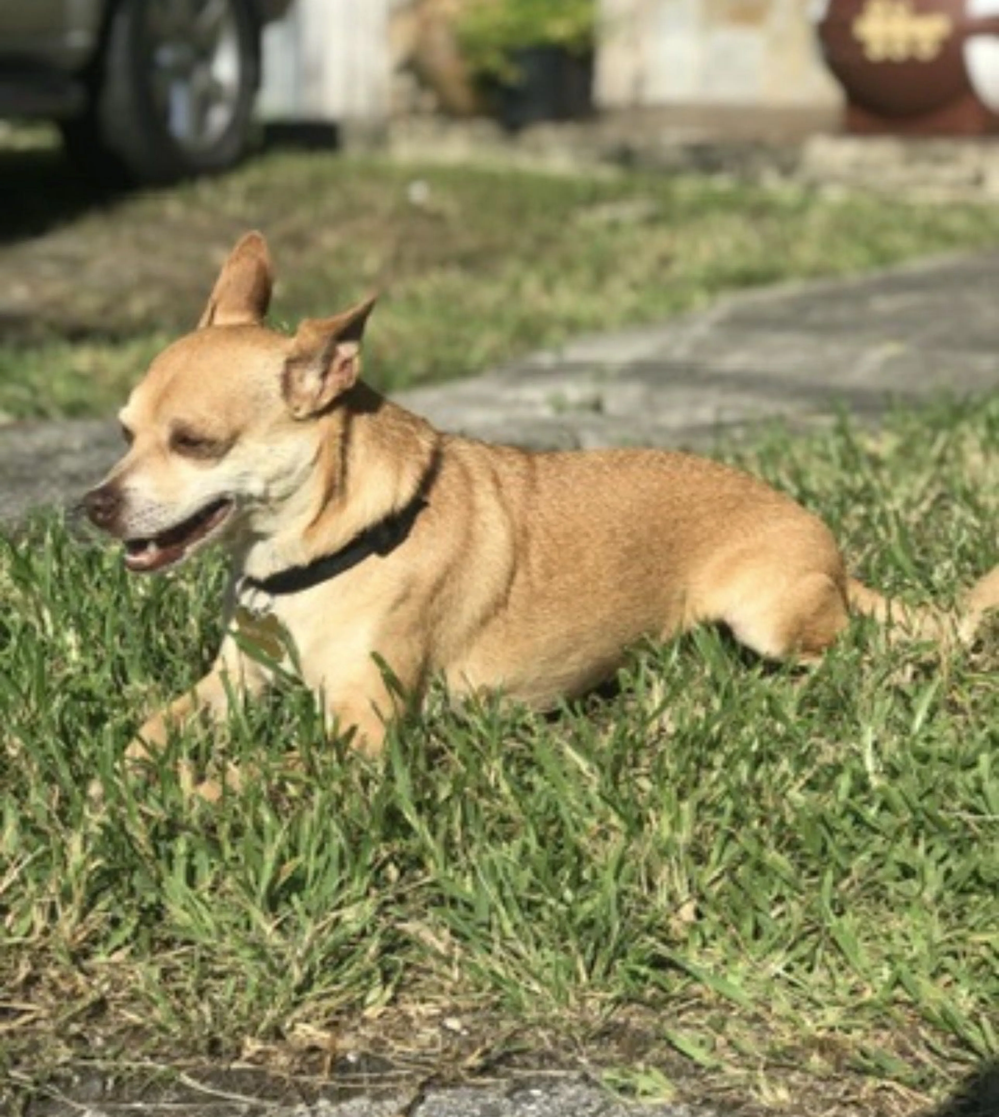 Lost pet-1