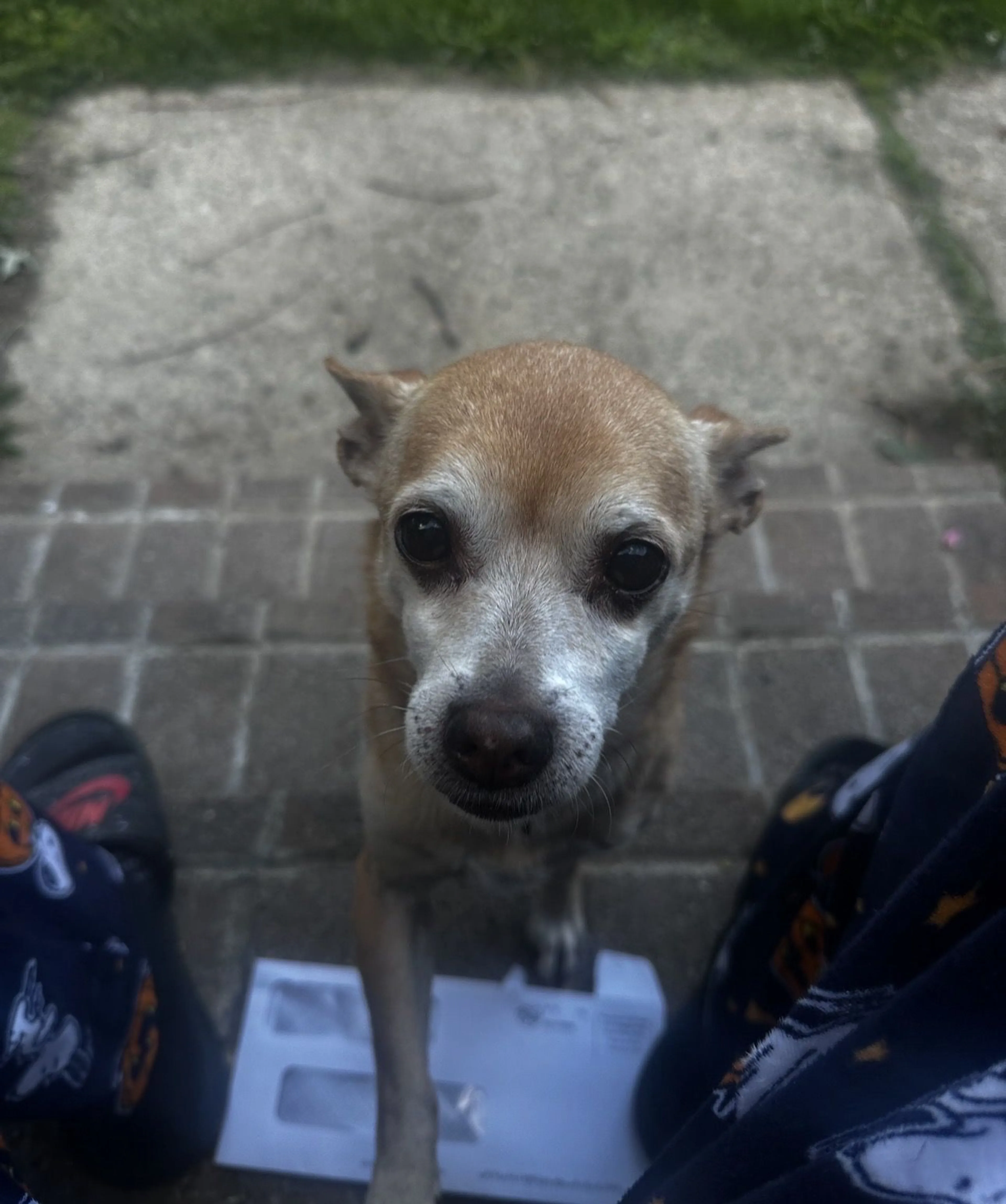 Lost pet-3