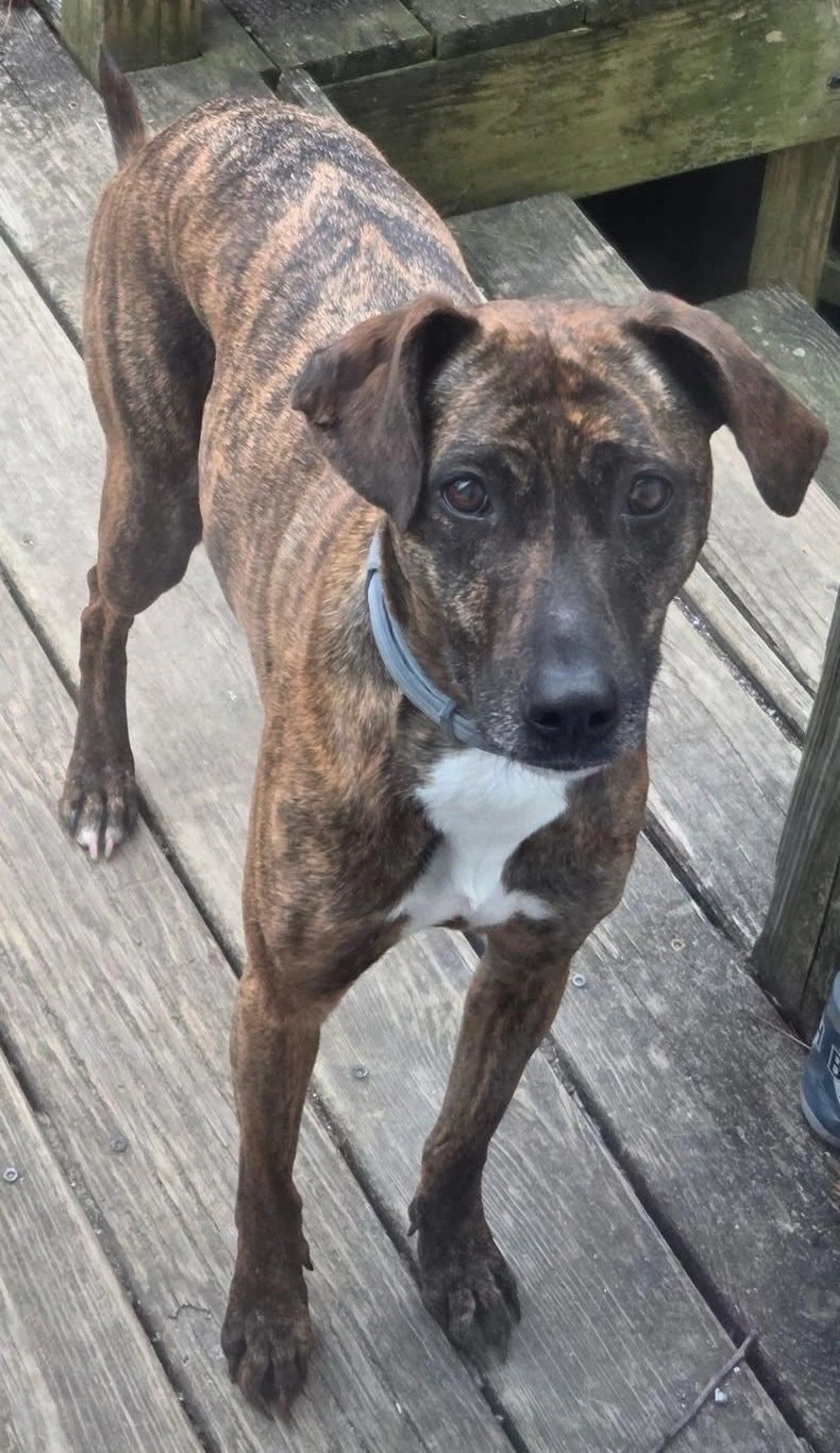 Lost pet