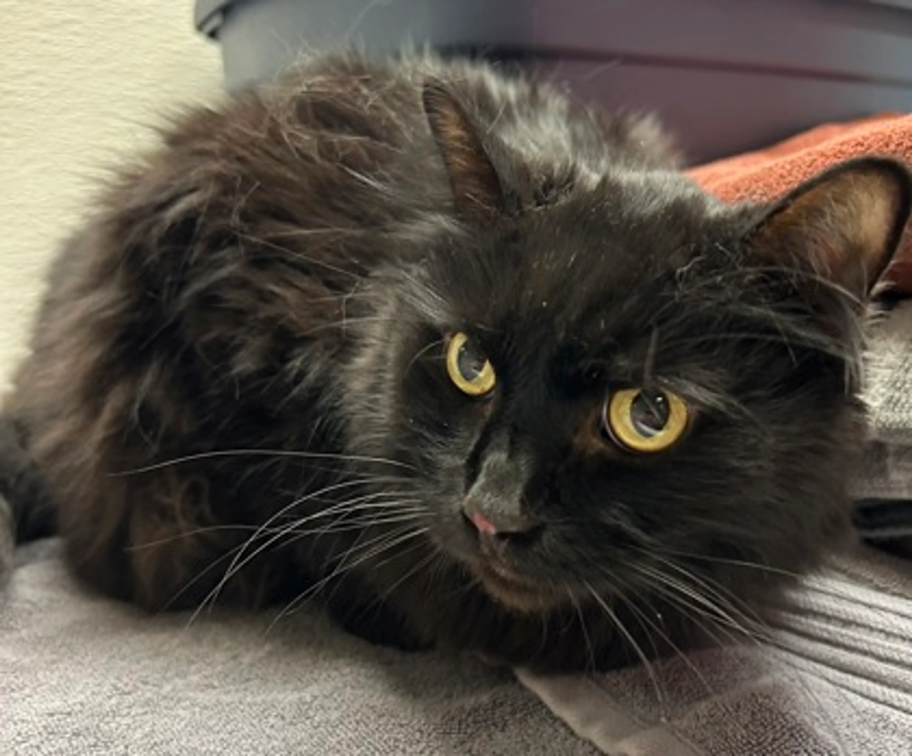 Found pet