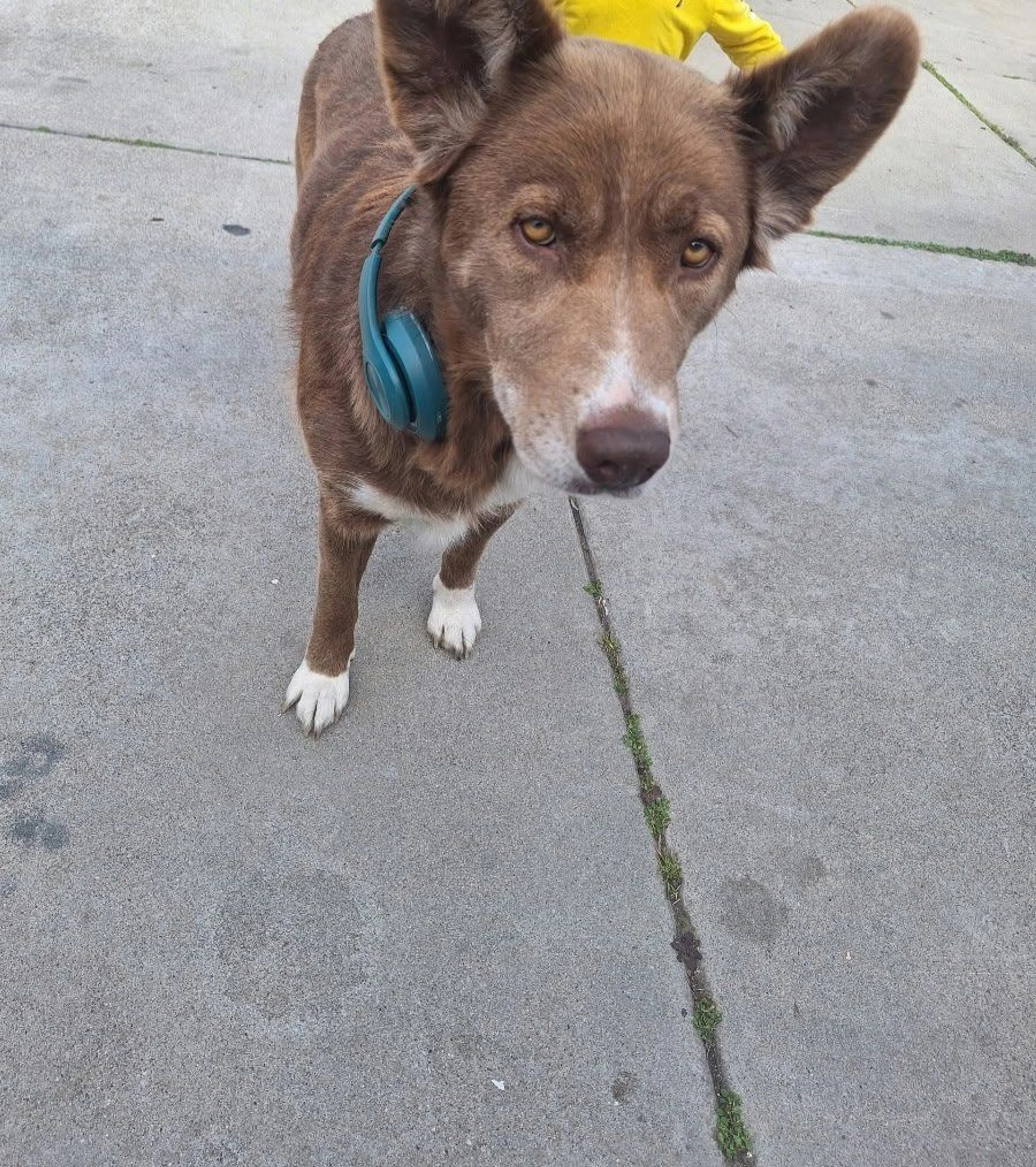 Lost pet