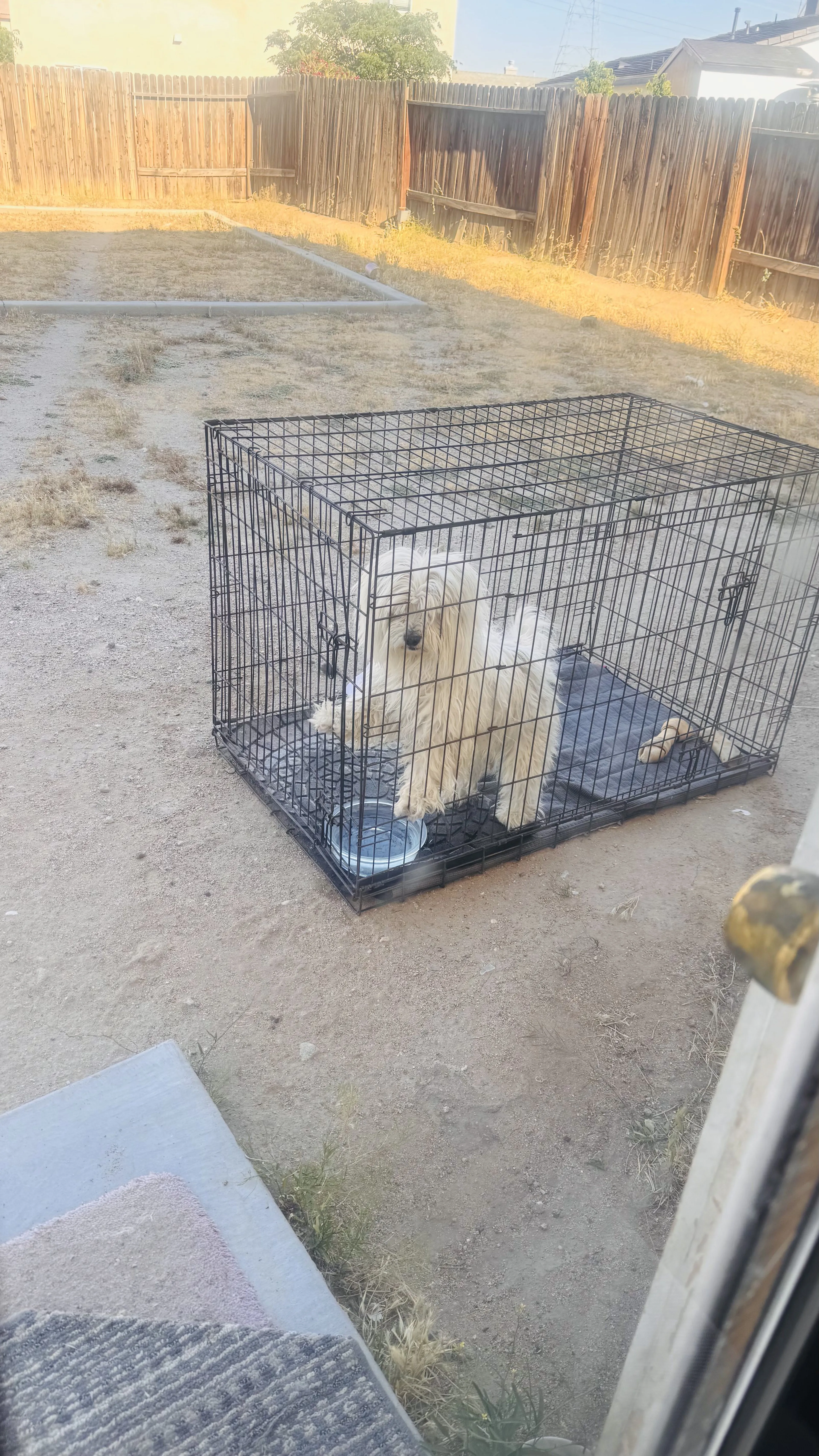 Lost pet-1