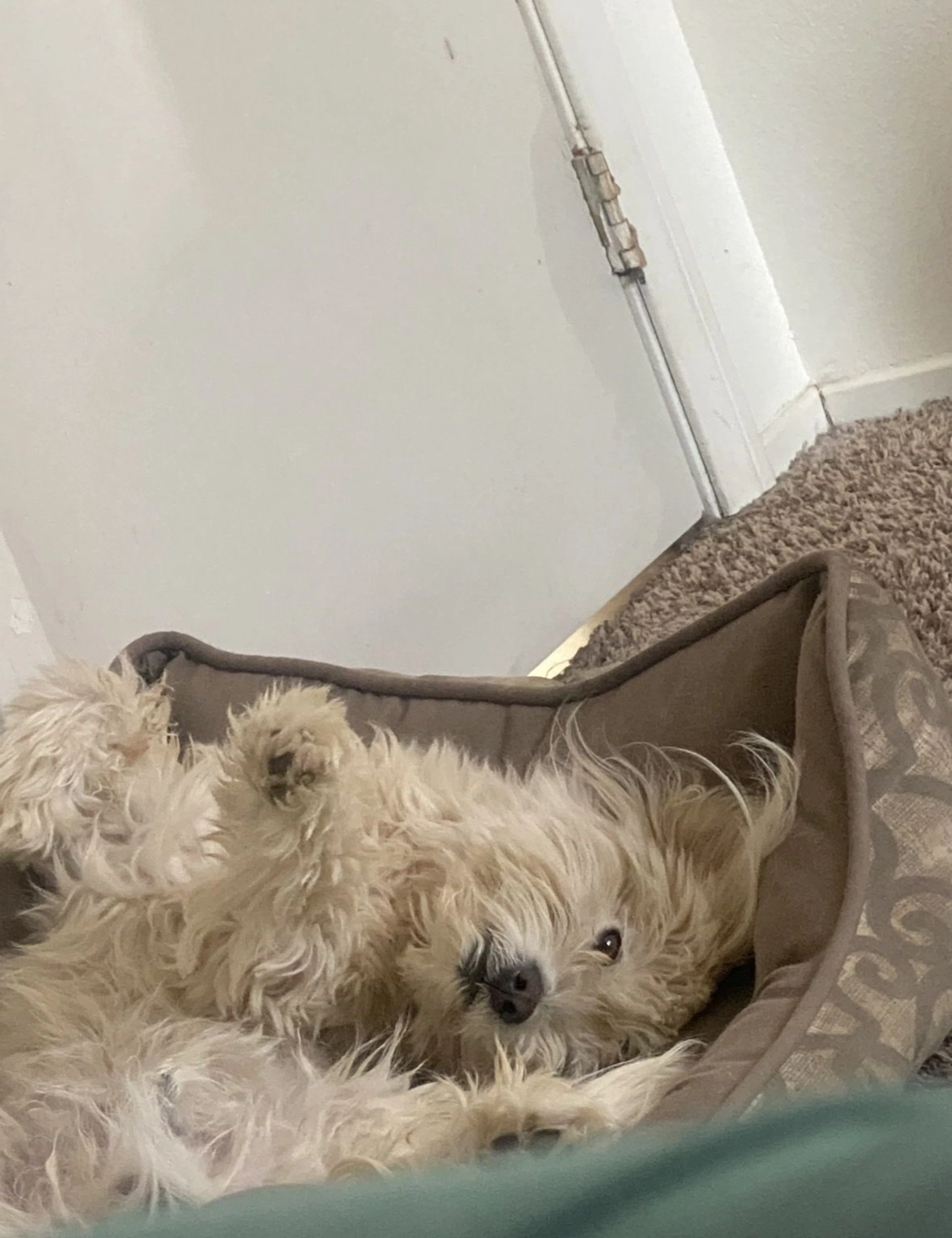 Lost pet-0