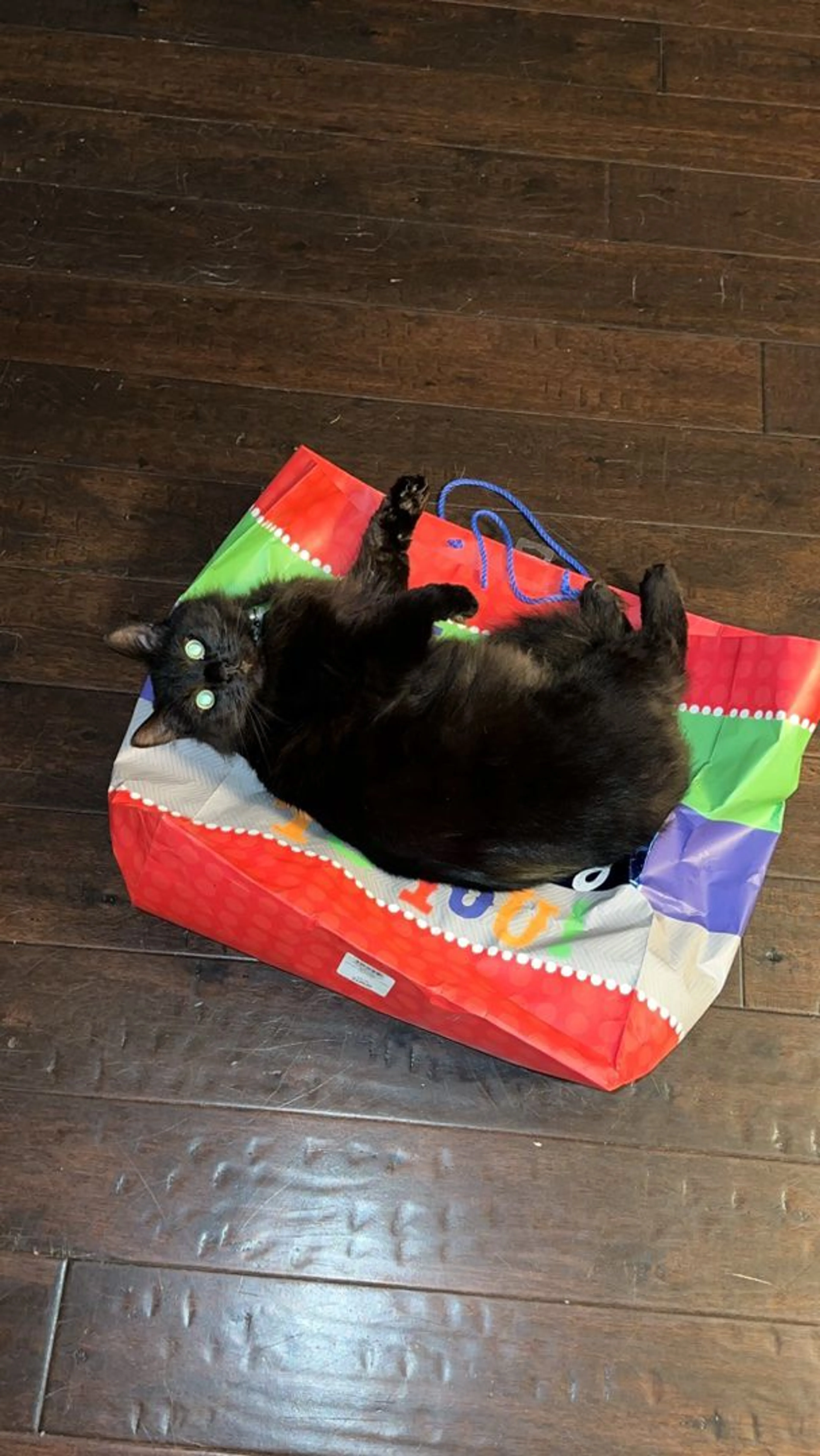 Lost pet-1