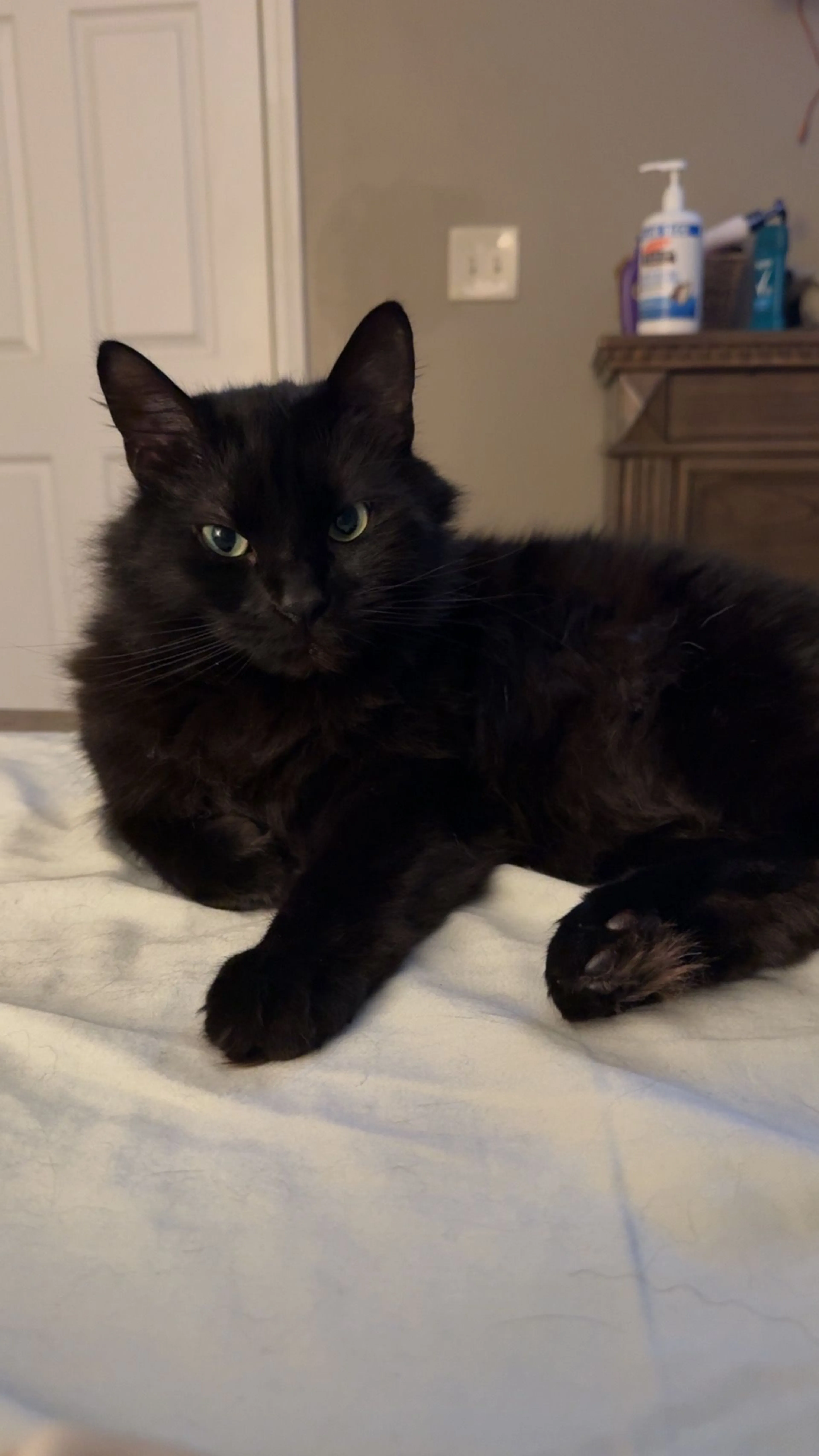 Lost pet-3